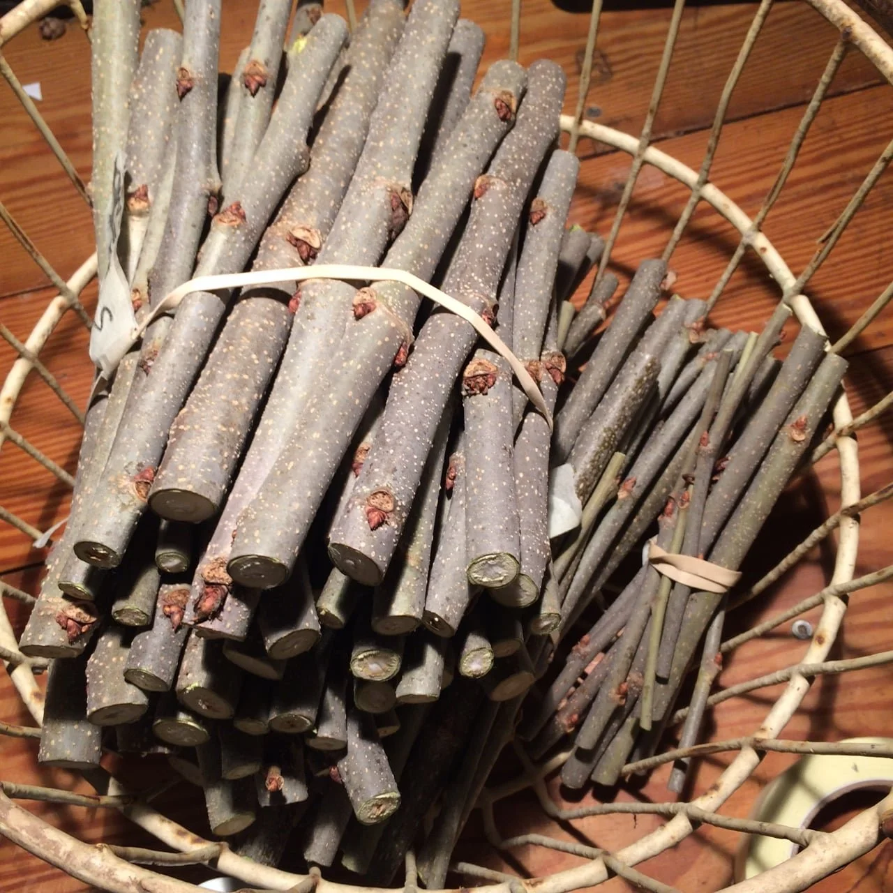 mulb cuttings.jpg