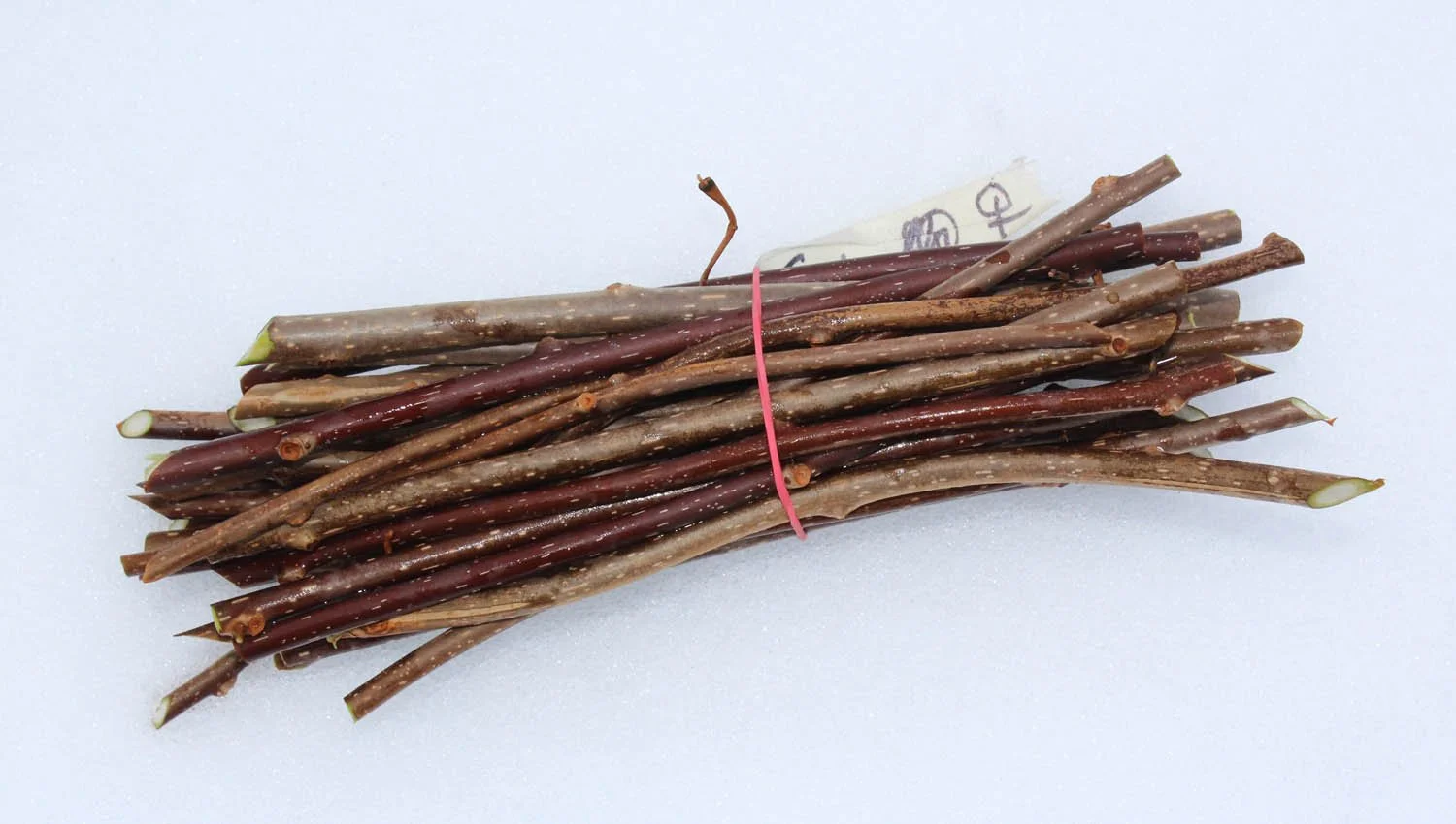 actinidia polygama edgewood female (3).jpg