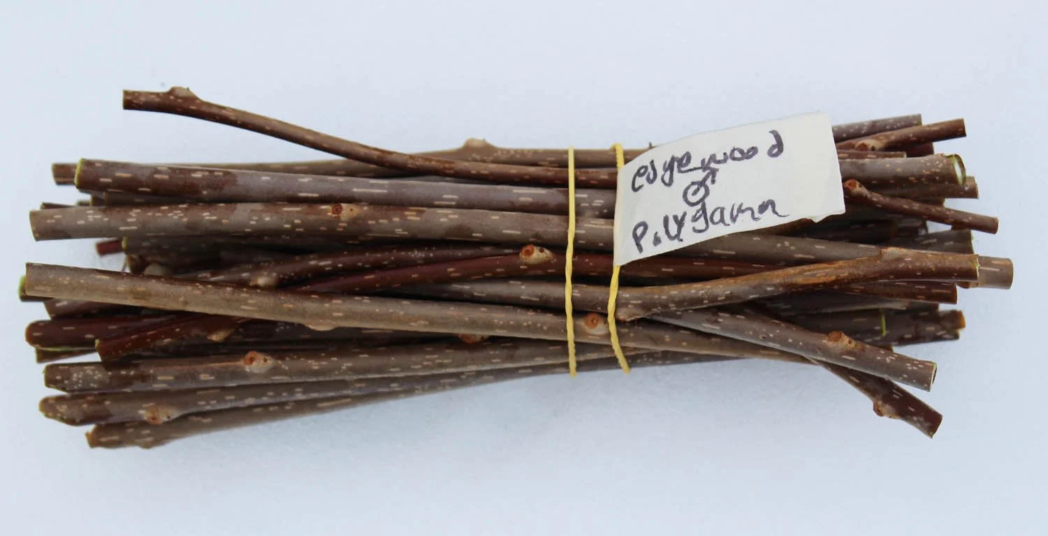 actinidia polygama edgewood male.jpg