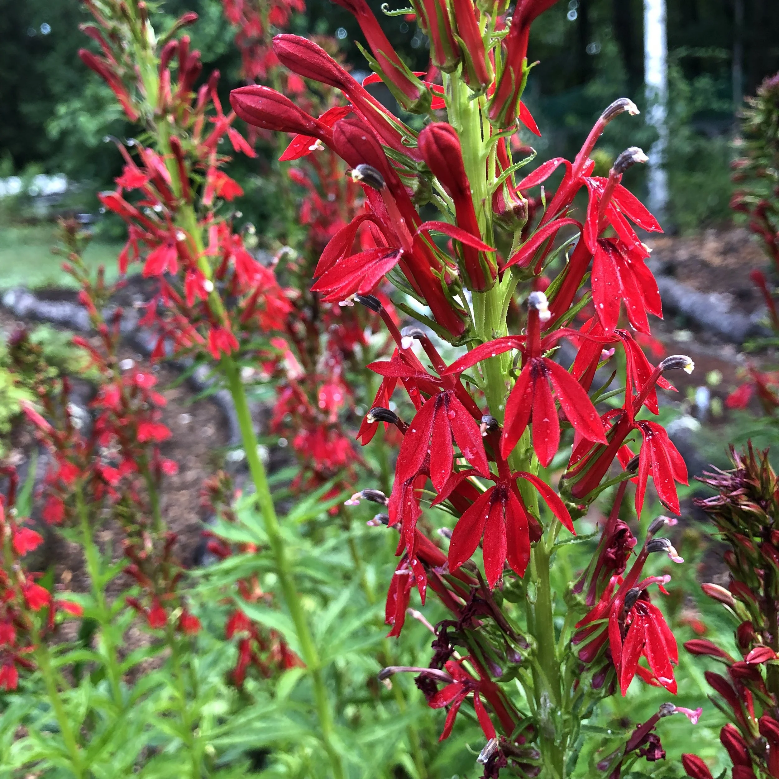 lobelia cardinalis (1).JPG