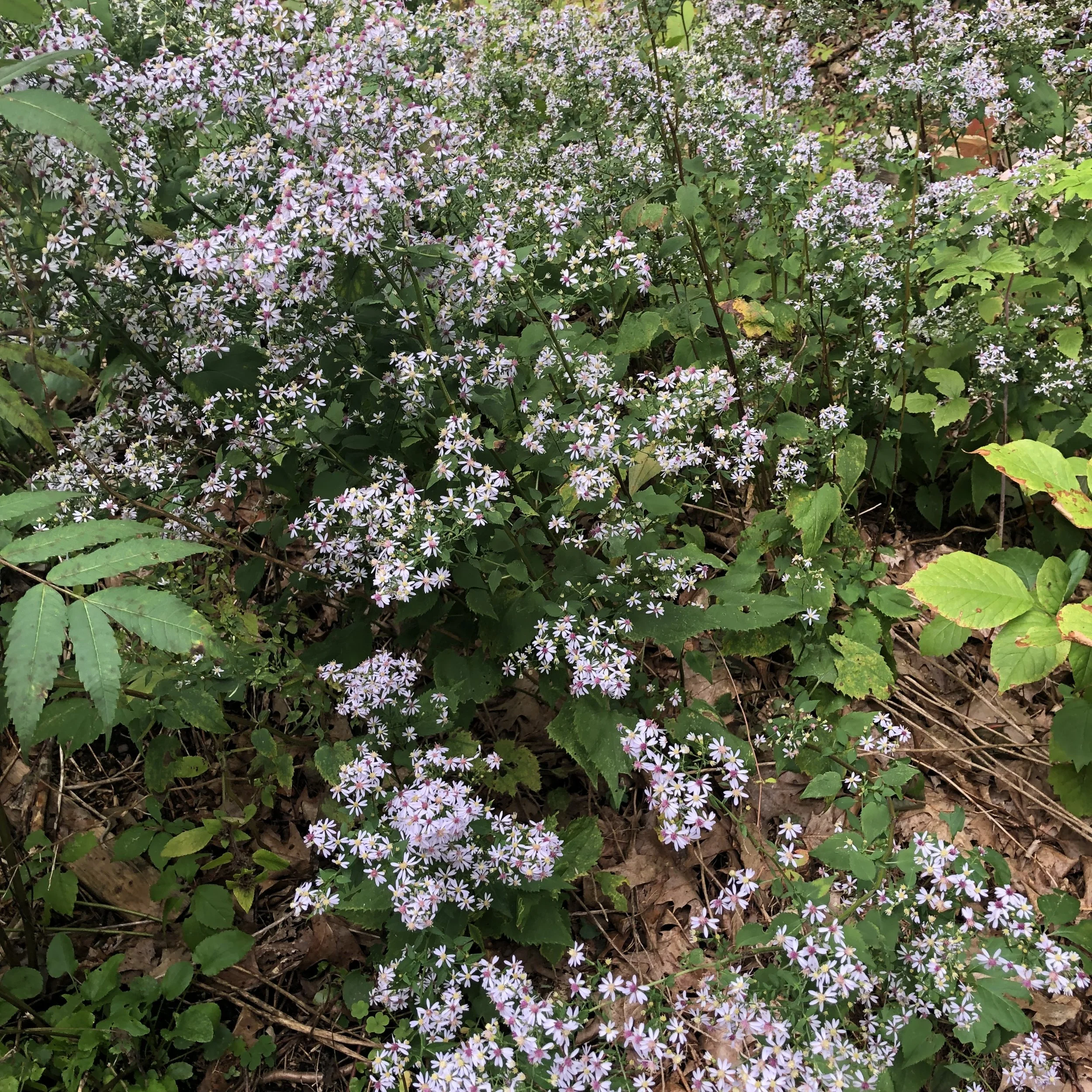 Symphyotrichum (1).JPG