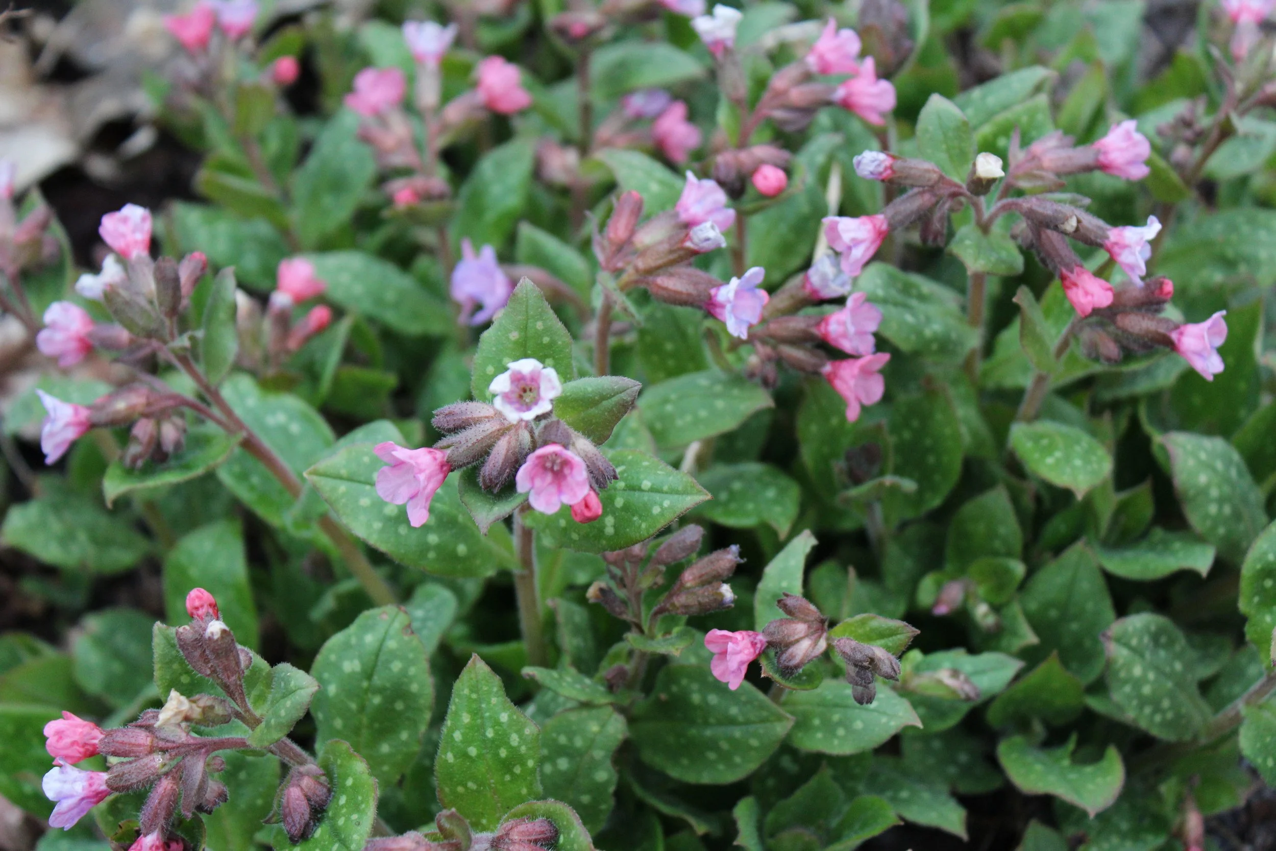Pulmonaria 3.JPG