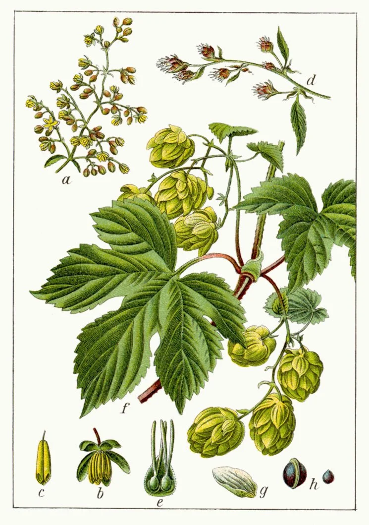 Humulus_lupulus_Sturm04038_-_clean.jpg