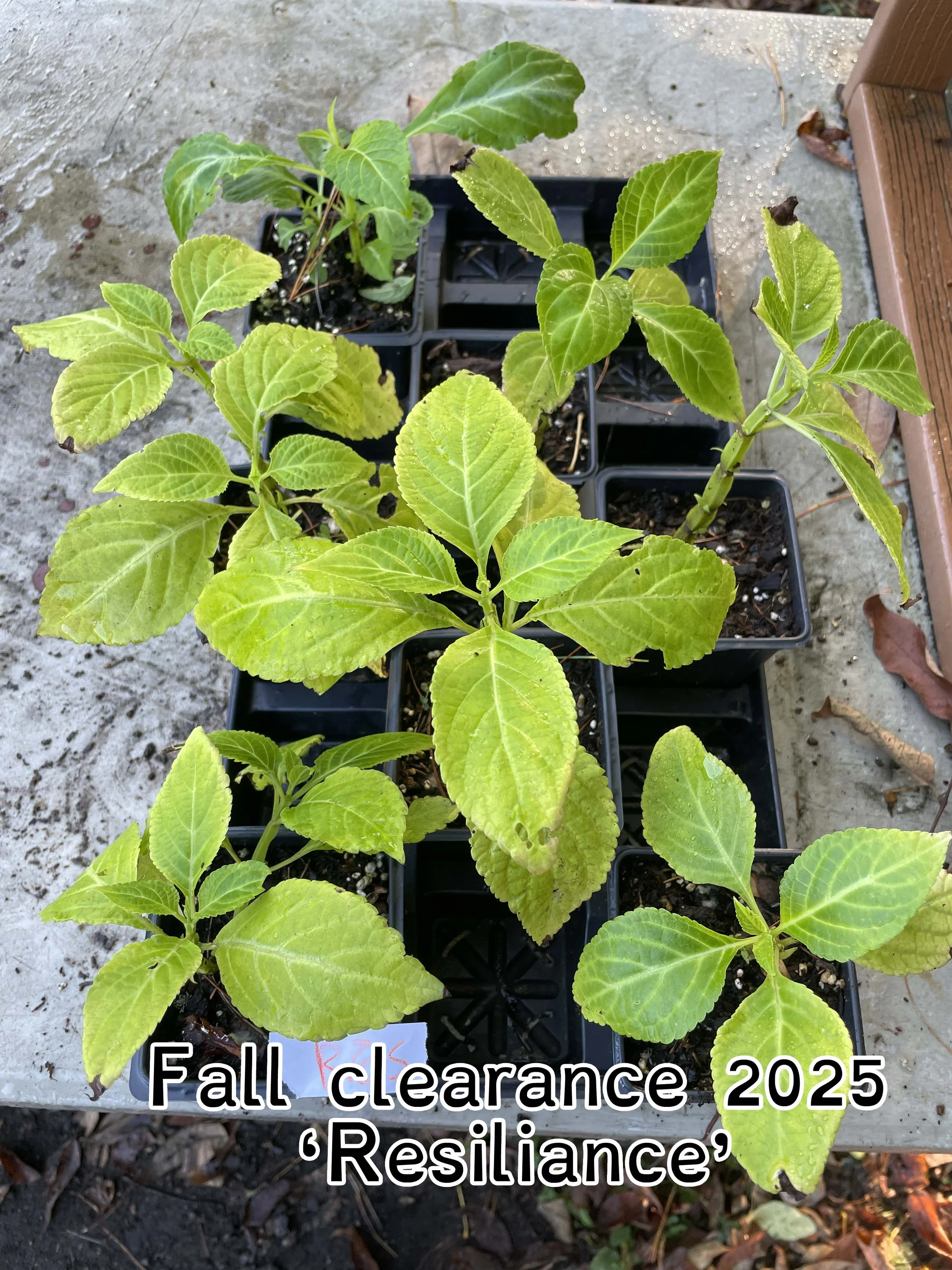 Diviner's Sage / Ska Pastora (Salvia divinorum) Plant (5 varieties)   Edgewood Nursery