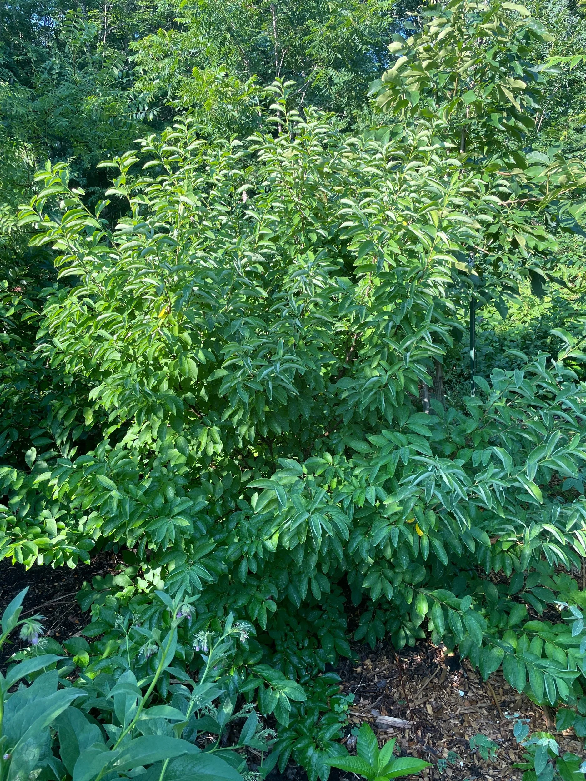 01DEAE38-ED1D-4B21-96E3-F1CCB9838727.jpeg