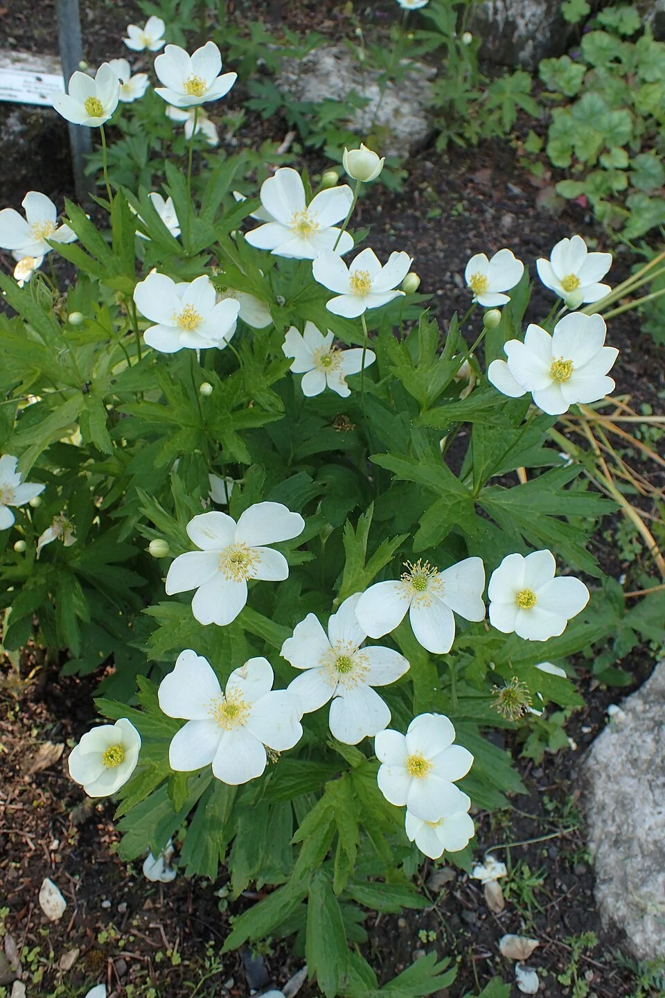 Anemone_virginiana_kz01.jpg