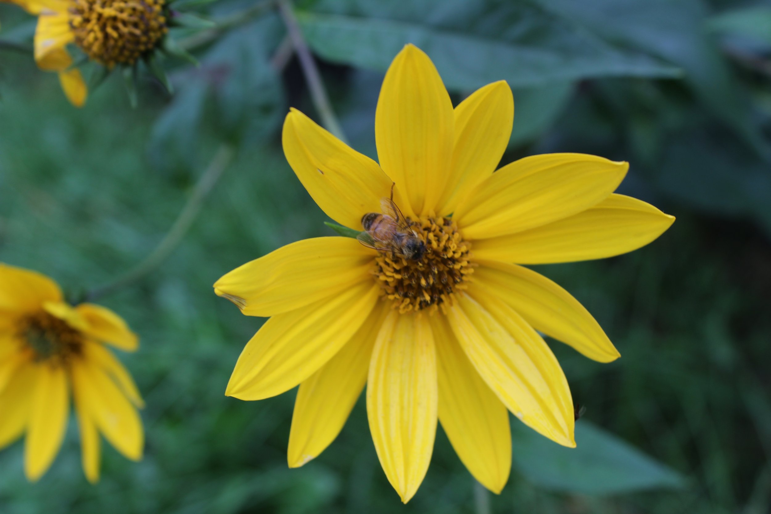 Helianthus strumosus chinese  (1).JPG
