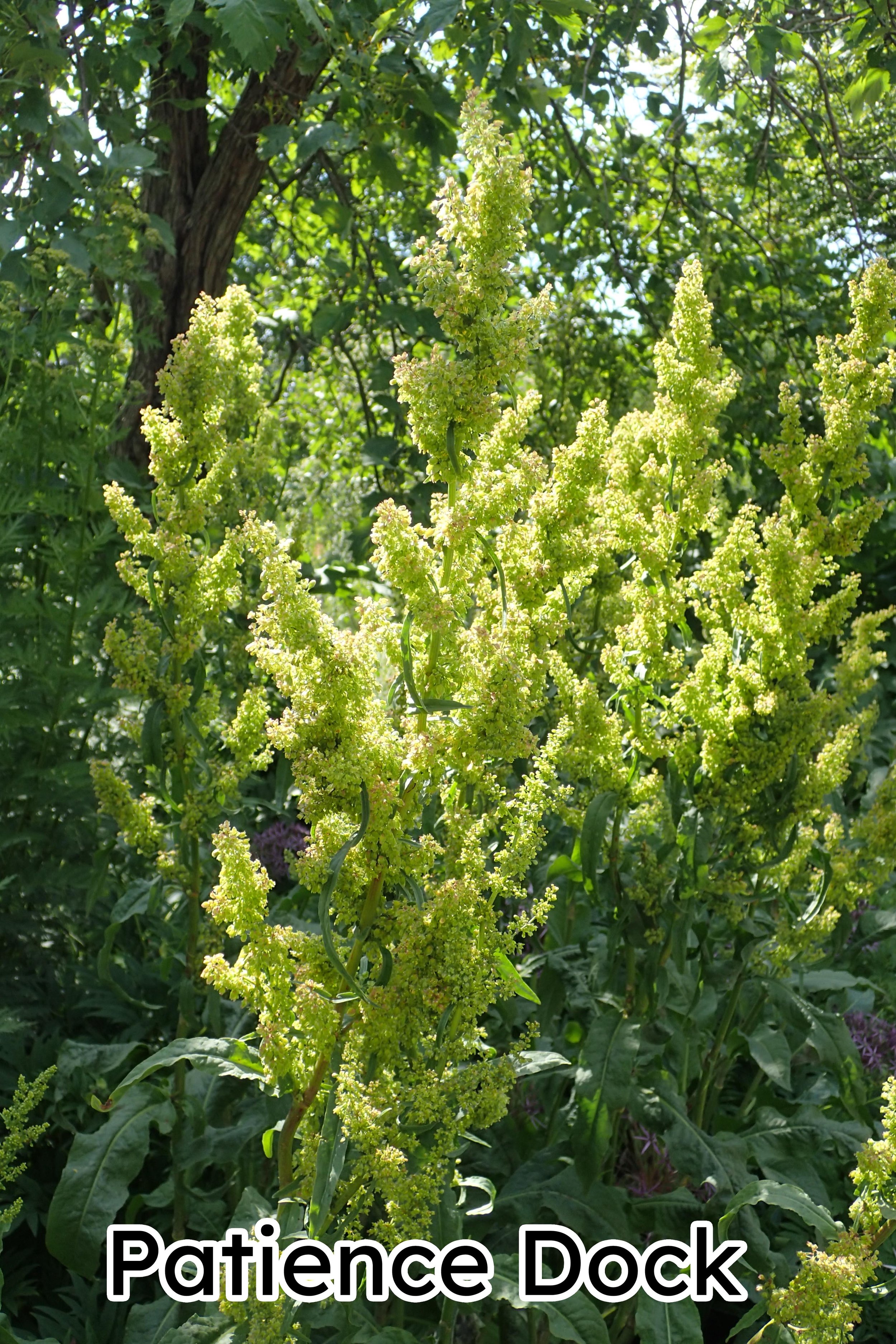 Rumex_patientia_by Krzysztof ZiarnekKenraiz copy.jpg
