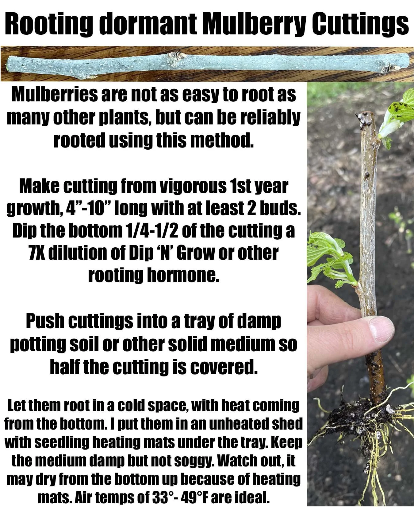 mulb rooting infographic copy.jpg