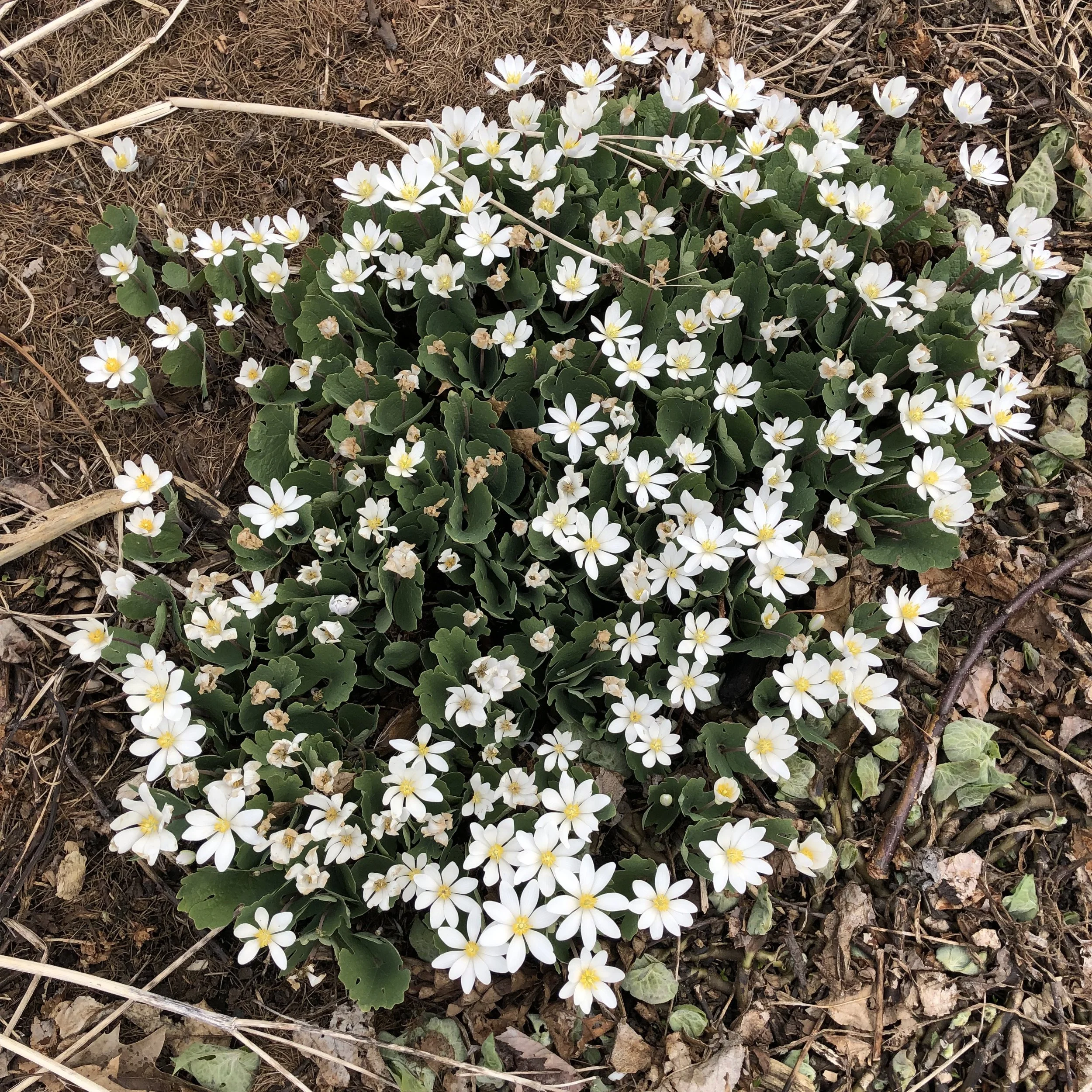Sanguinaria canadensis (2).JPG