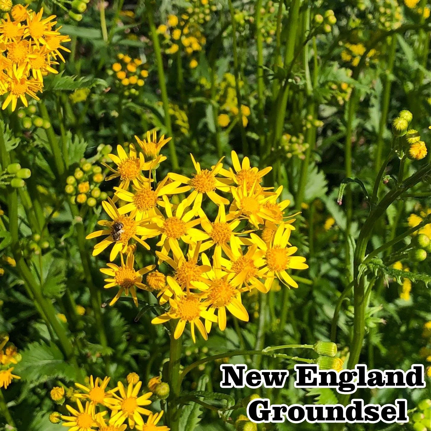 Packera schweinitziana 1 fixed.jpg