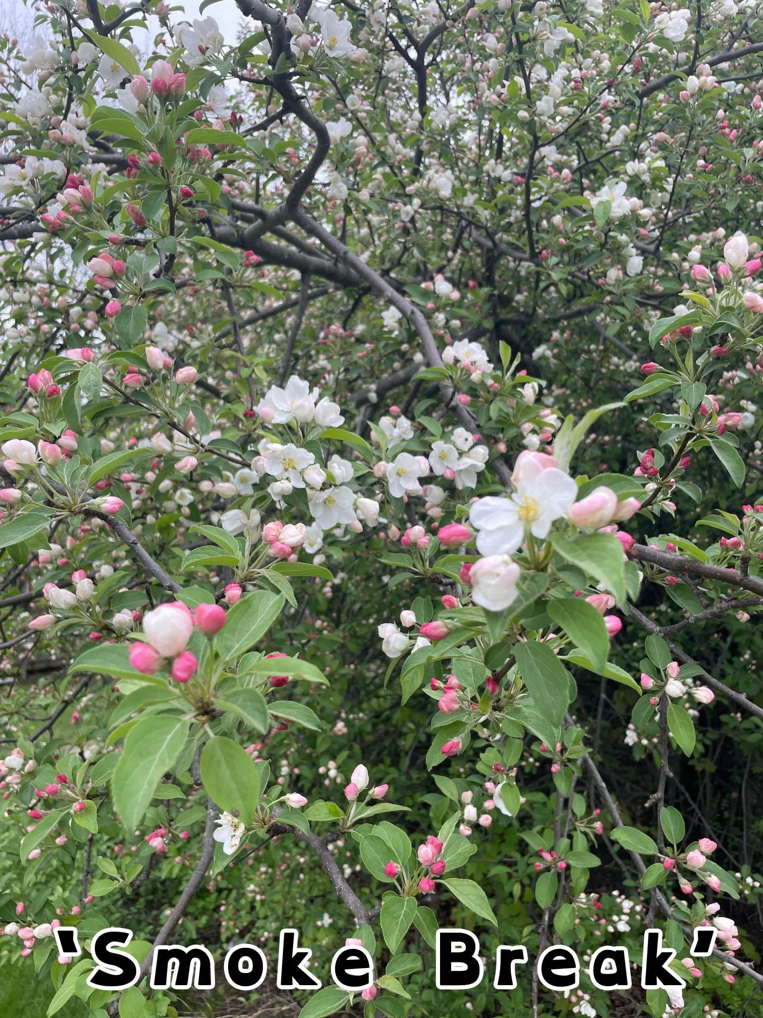 Malus domestica Smoke Break Ortet by Paul Younger (4).jpg