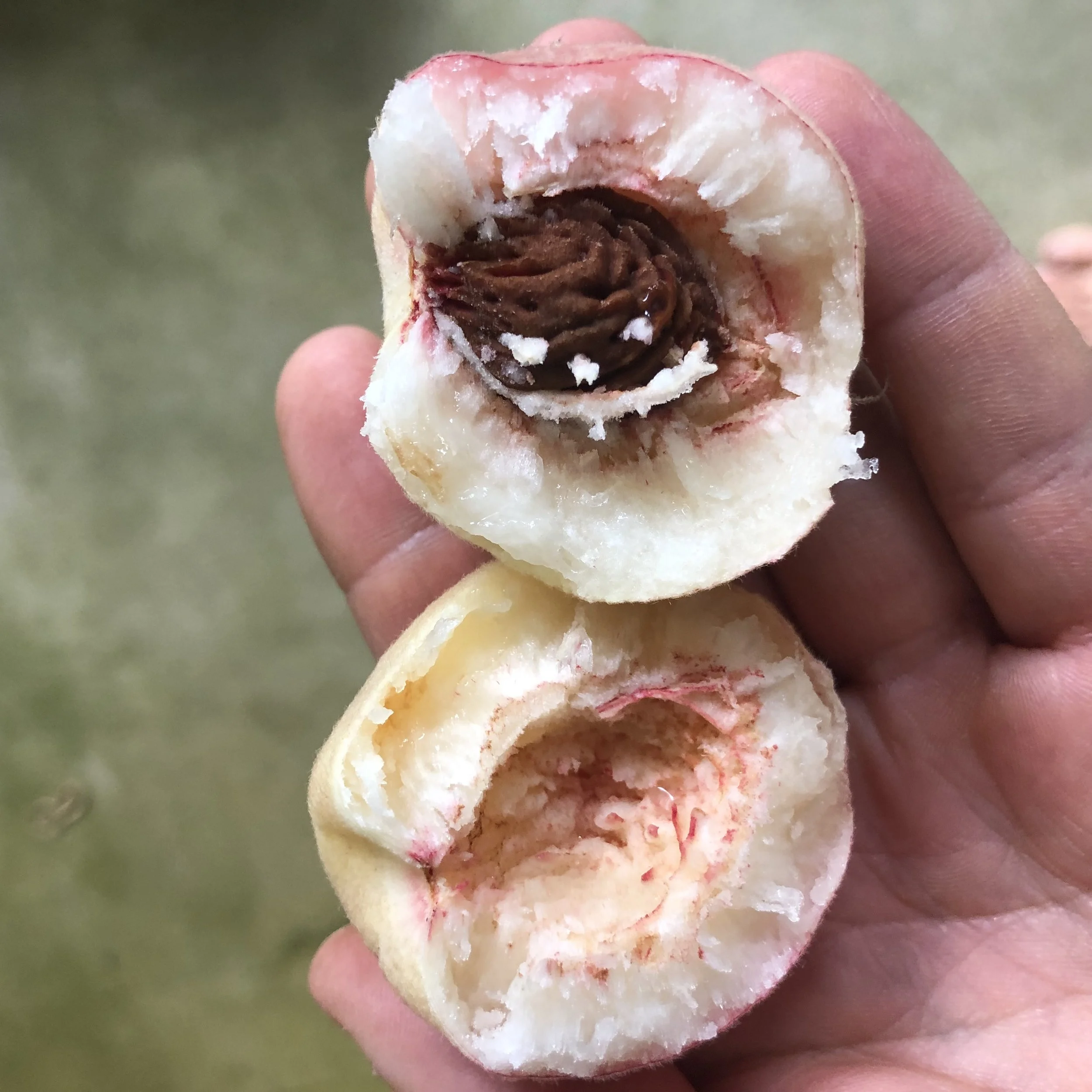 prunus persica siberian c 2 (2).JPG