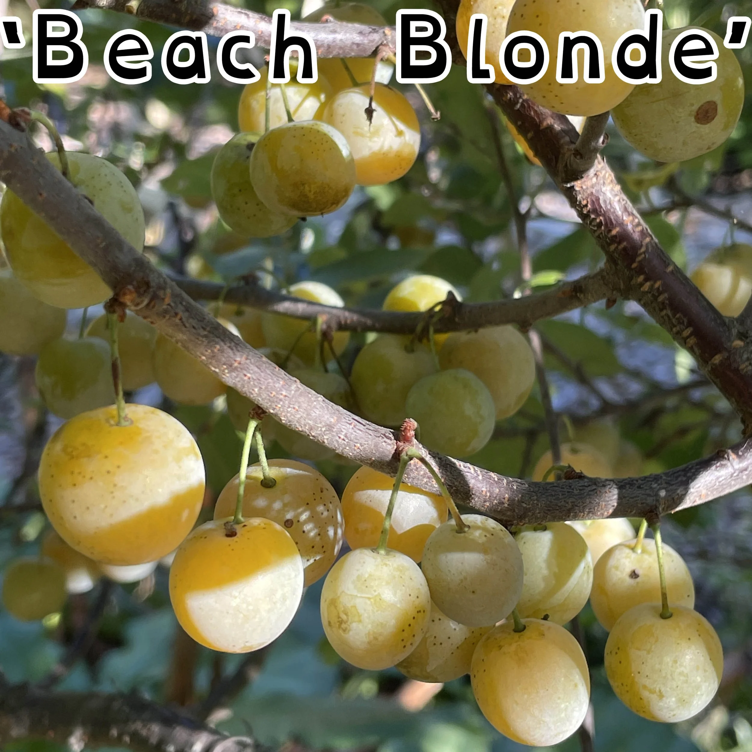 Prunus maritima (2) Beach Blonde.jpg