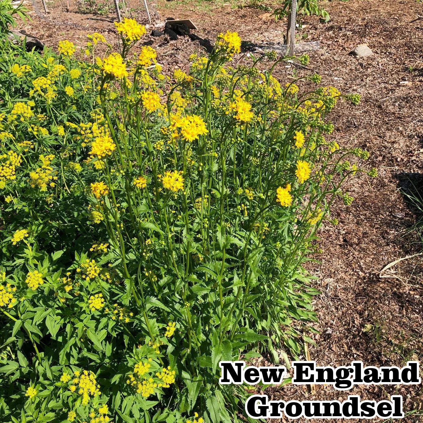 Packera schweinitziana 3fixed.jpg