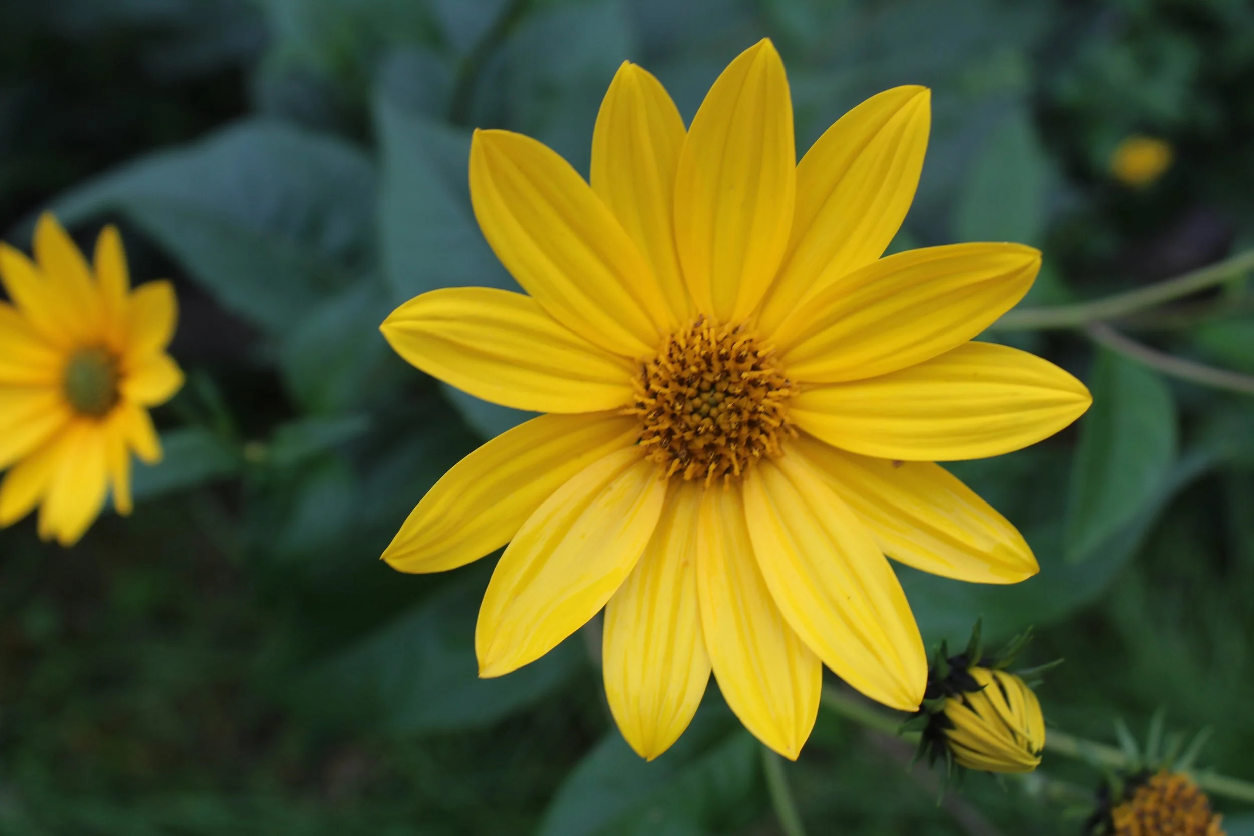 Helianthus strumosus chinese  (2).JPG
