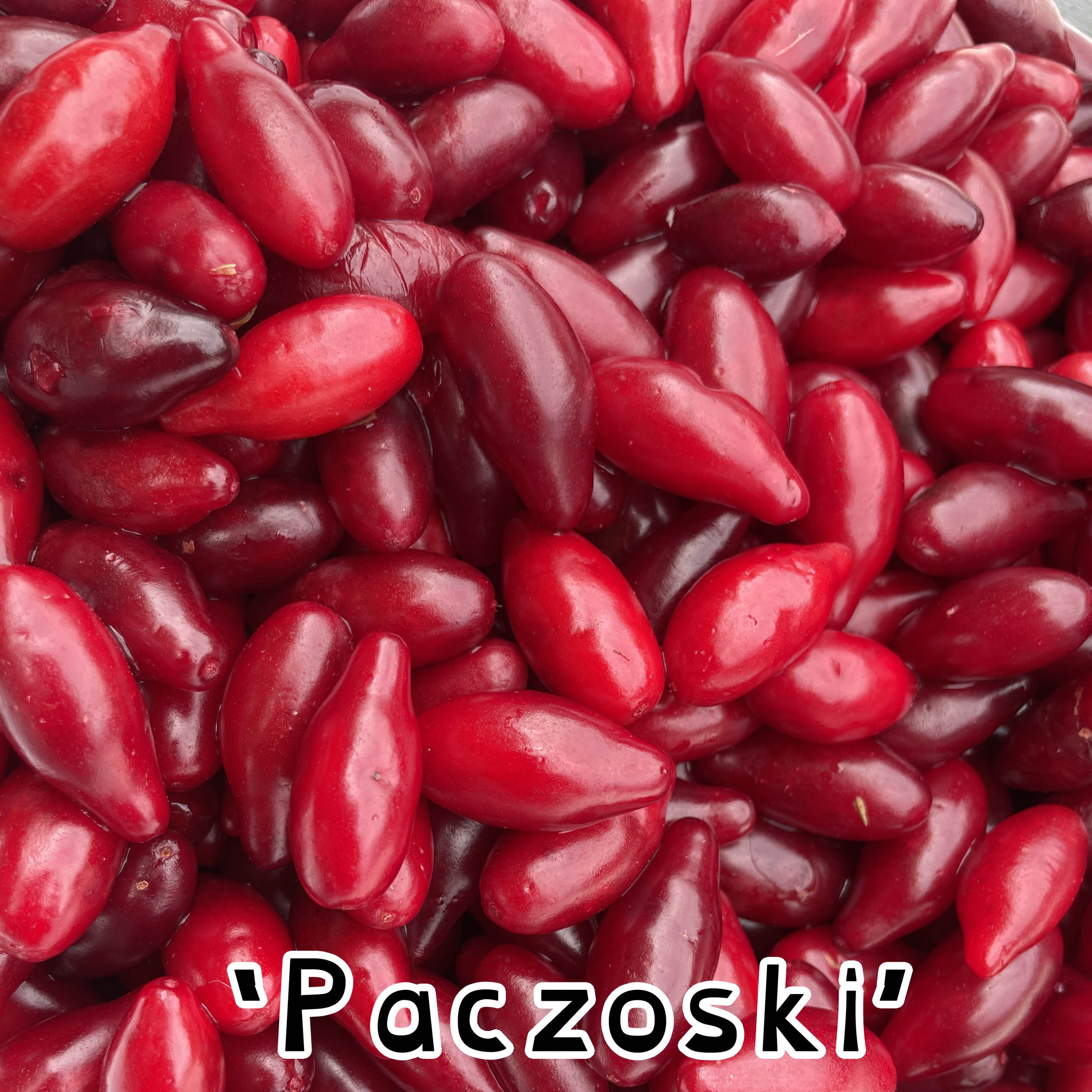 cornus mas paczoski.jpg