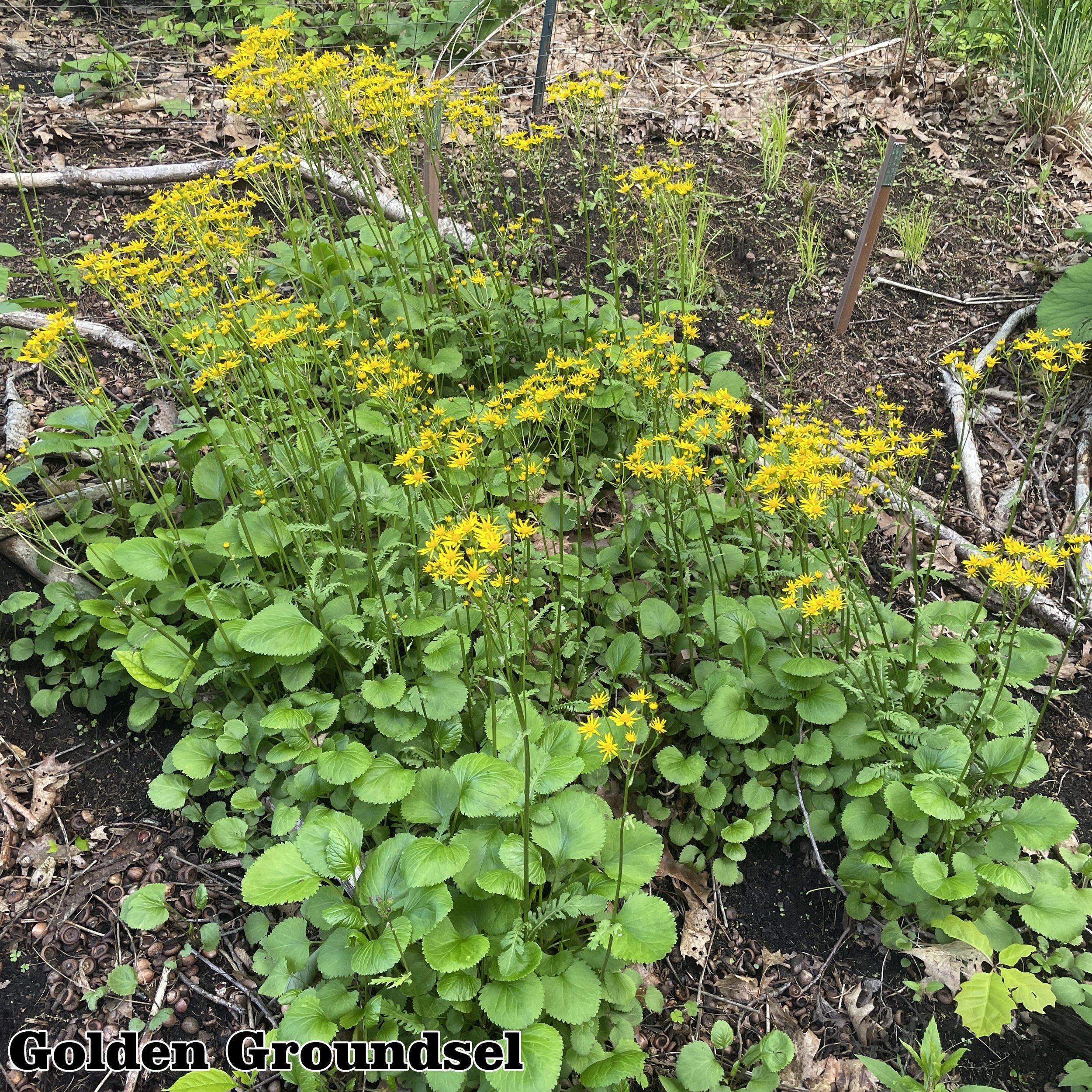 Packera aurea bloom (1).jpg