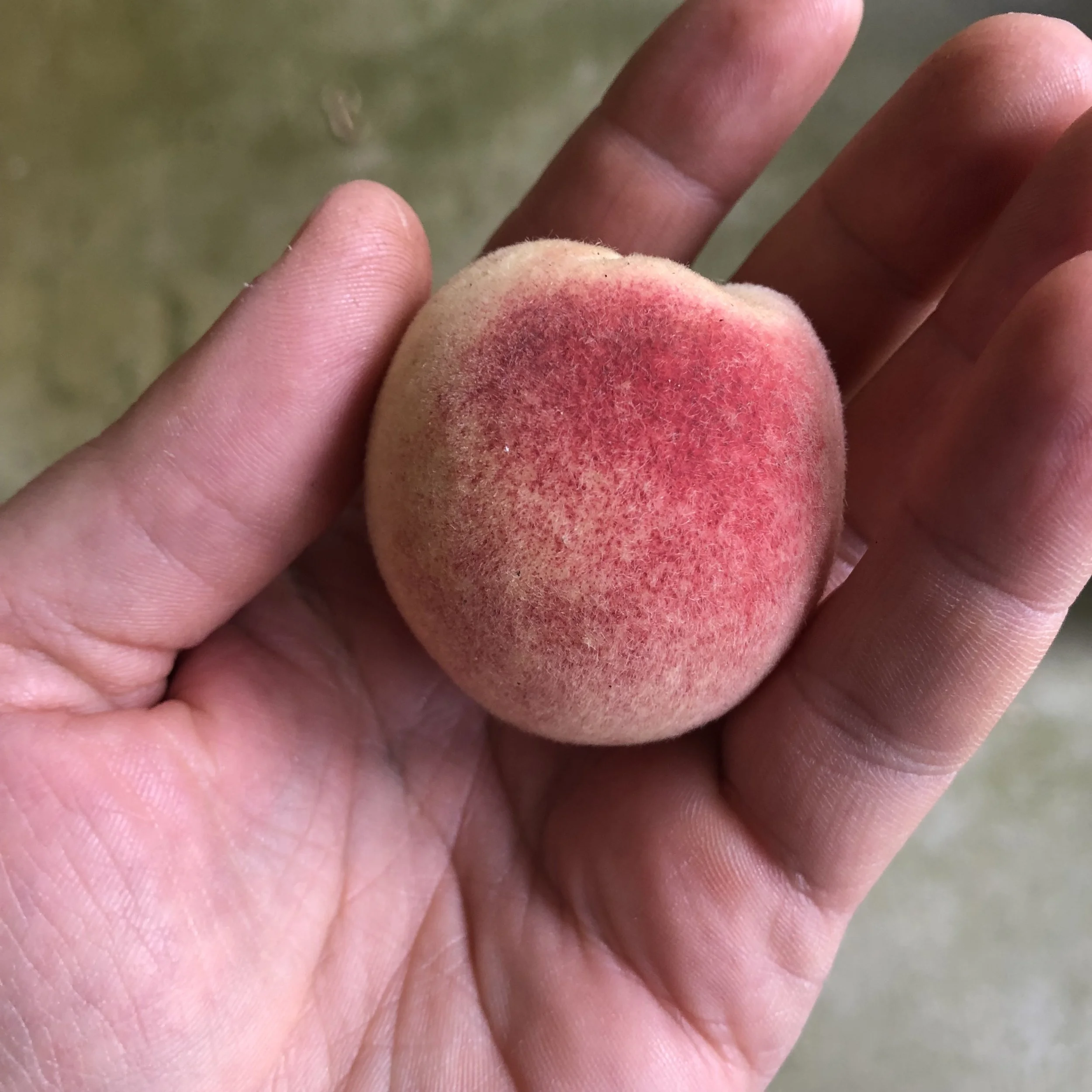 prunus persica siberian c 2 (3).JPG