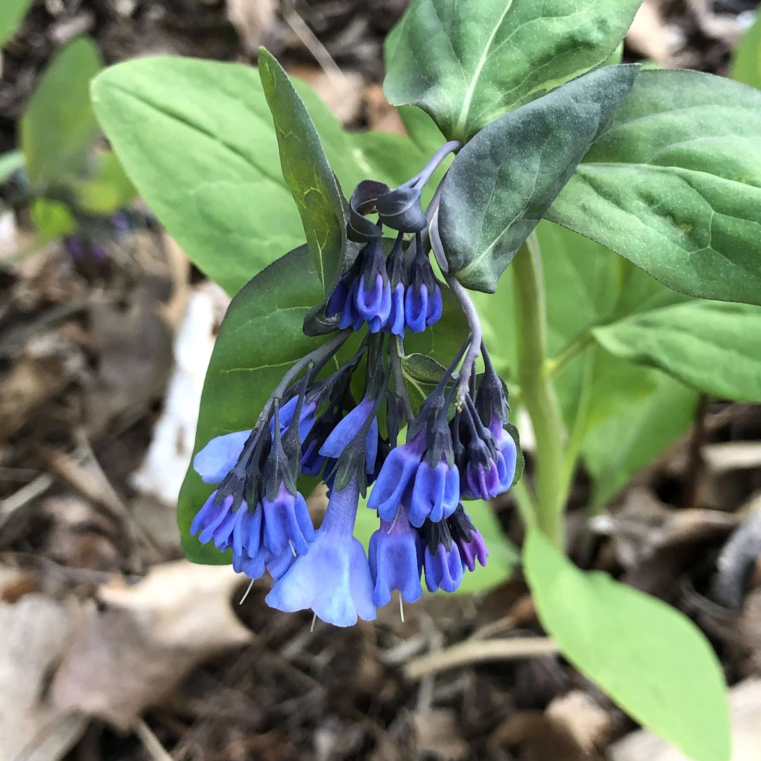 mertensia virginica 2 (2).JPG