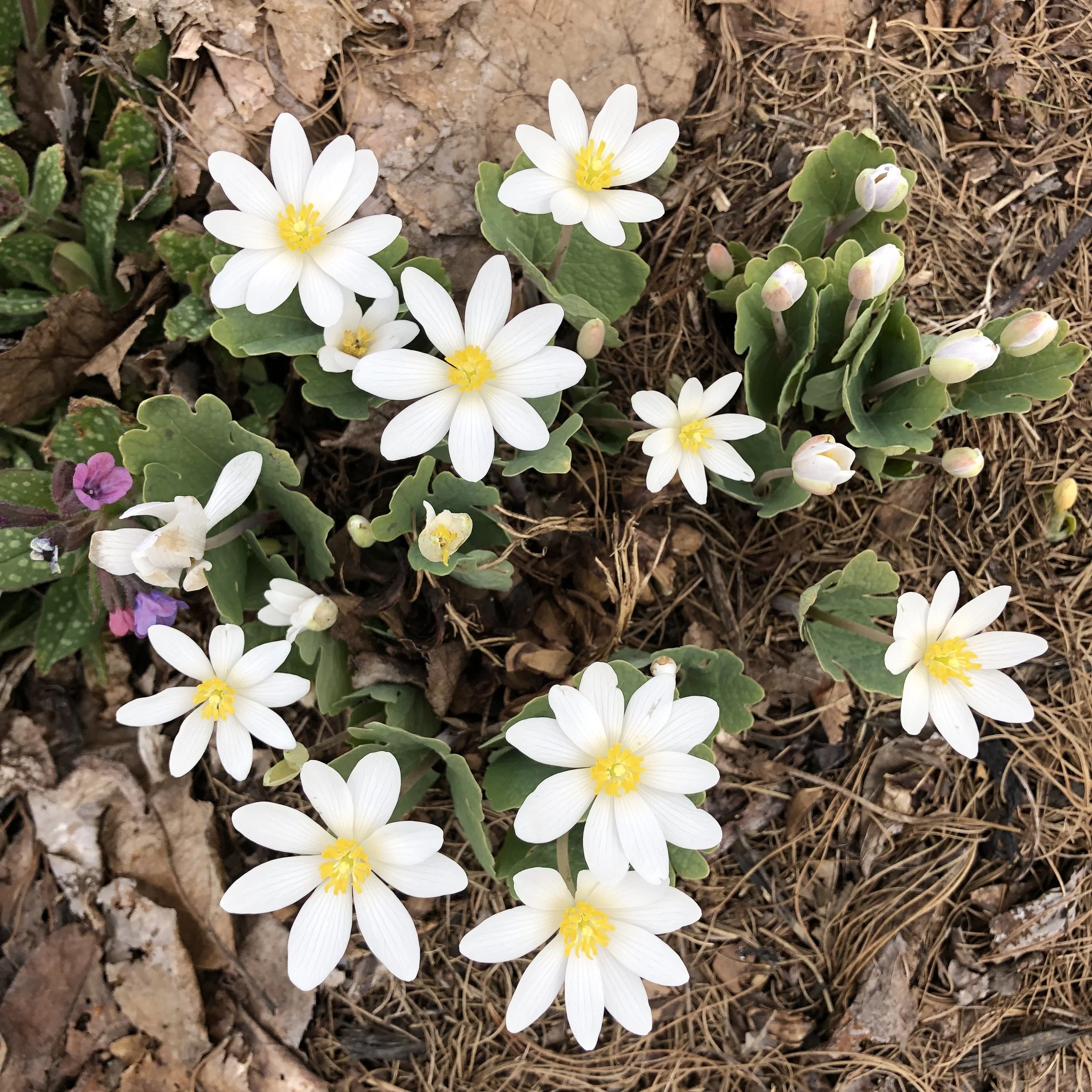 Sanguinaria canadensis (3).JPG