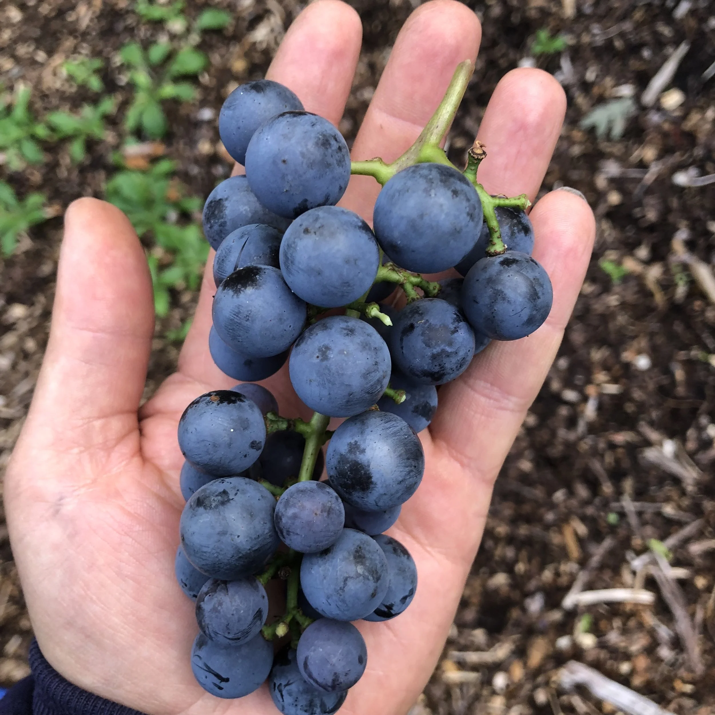 vitis wild.JPG
