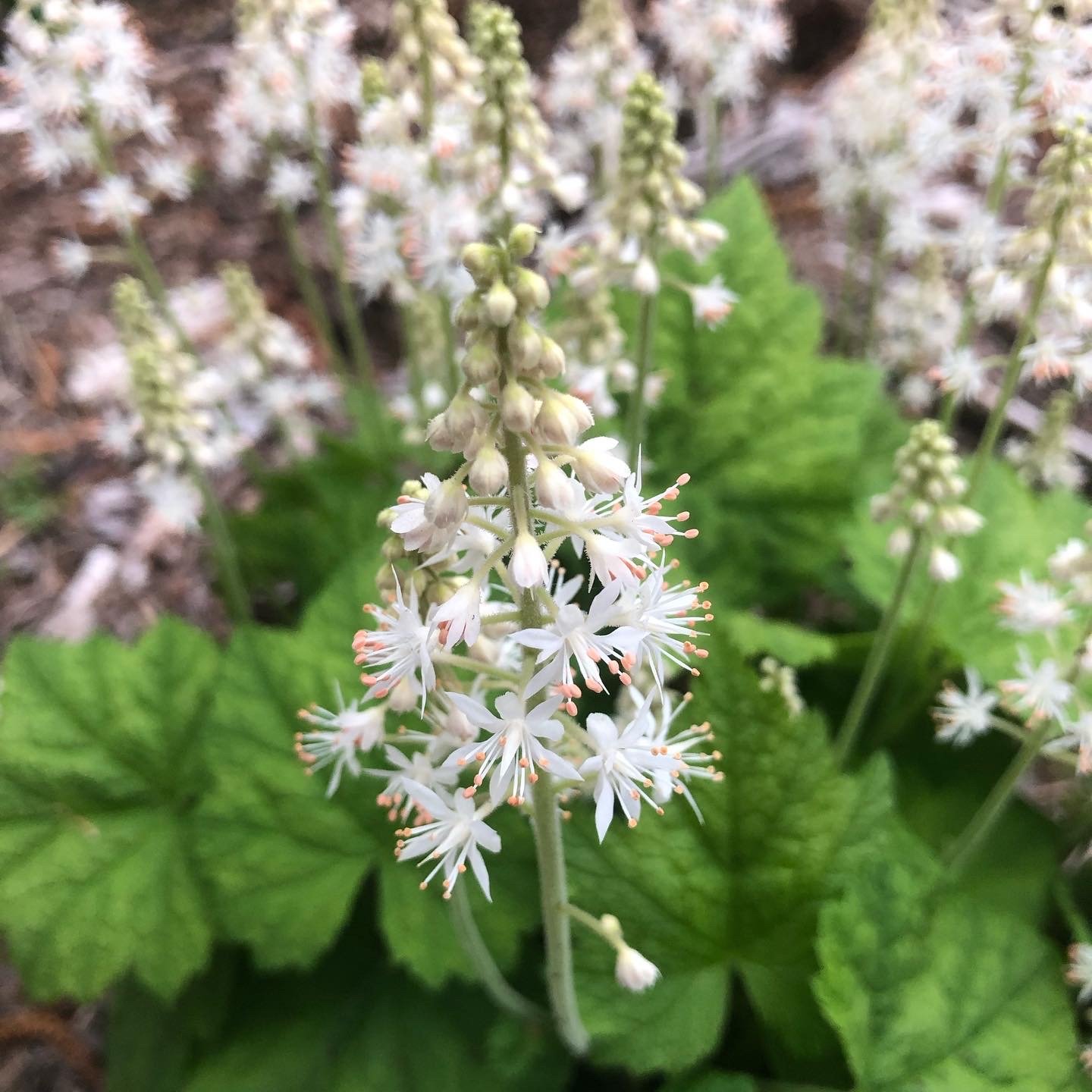 tiarella cordifolia.JPG