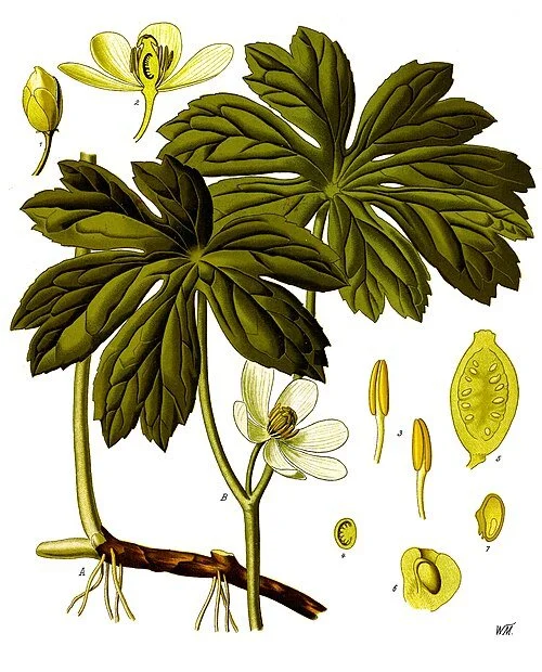 Podophyllum_peltatum_-_Köhler–s_Medizinal-Pflanzen-246.jpg