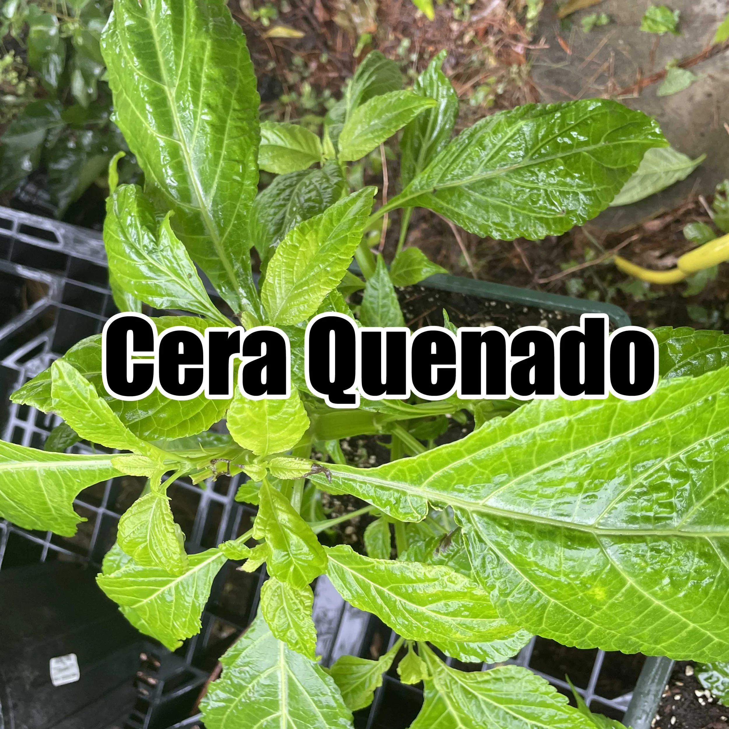 cq copy.jpg
