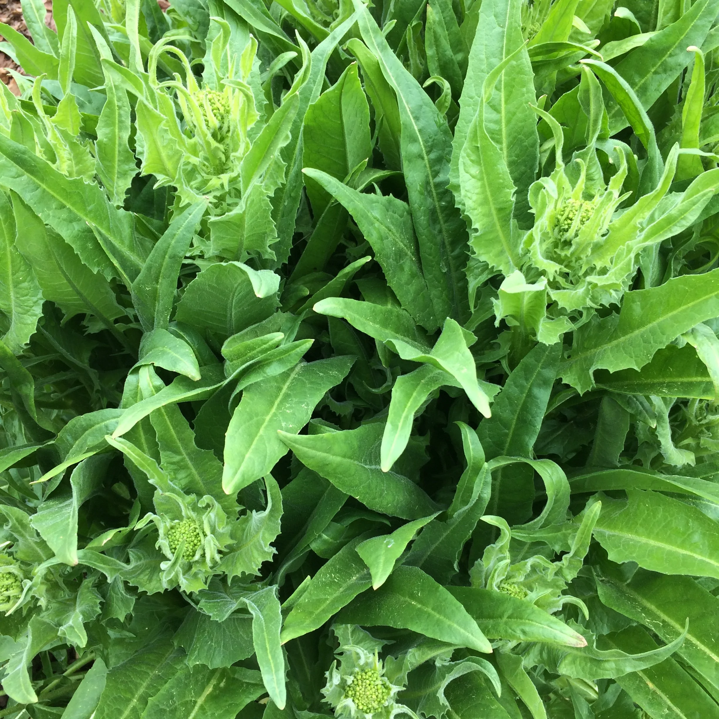 bunias orientalis buds (2).JPG