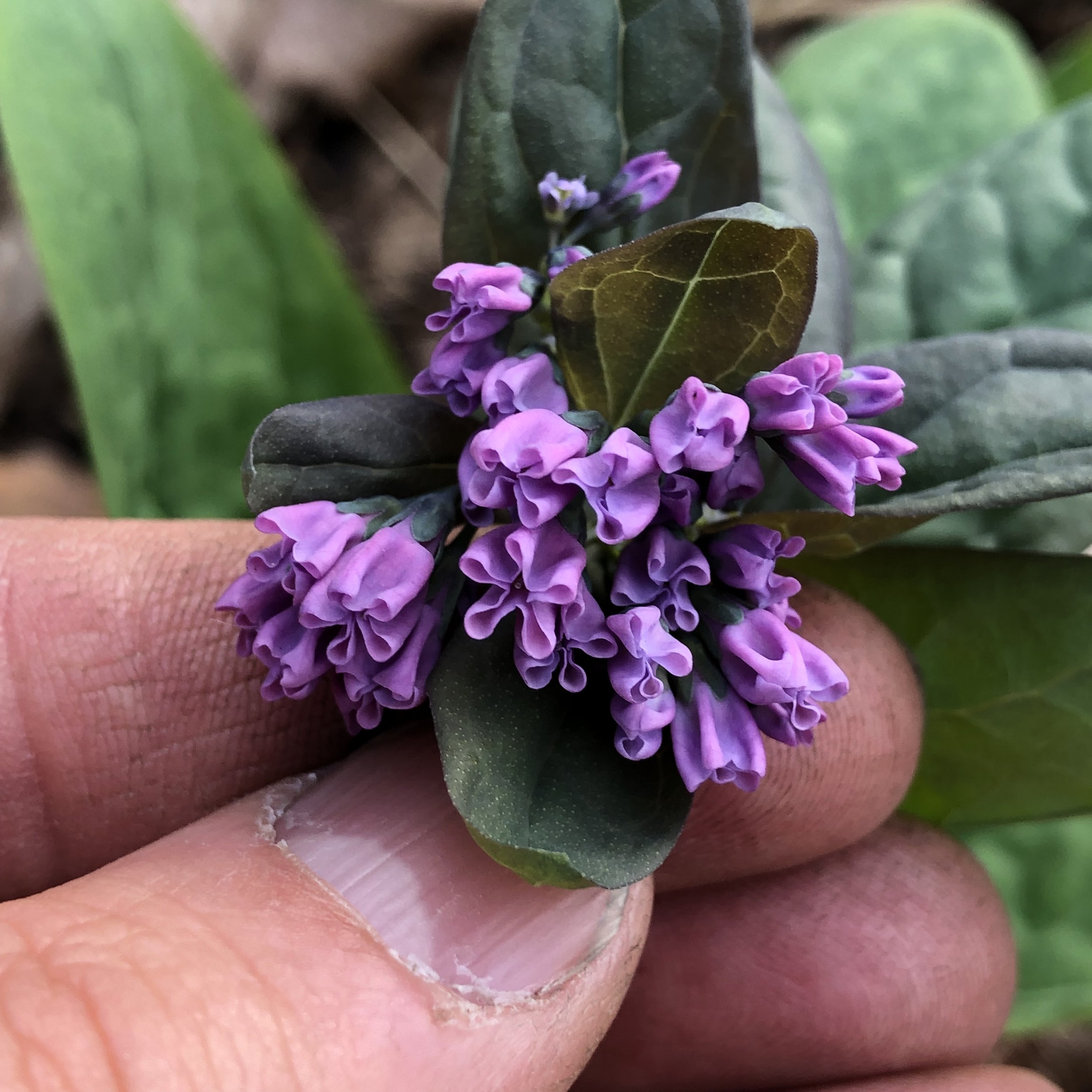 mertensia virginica 2 (1).JPG