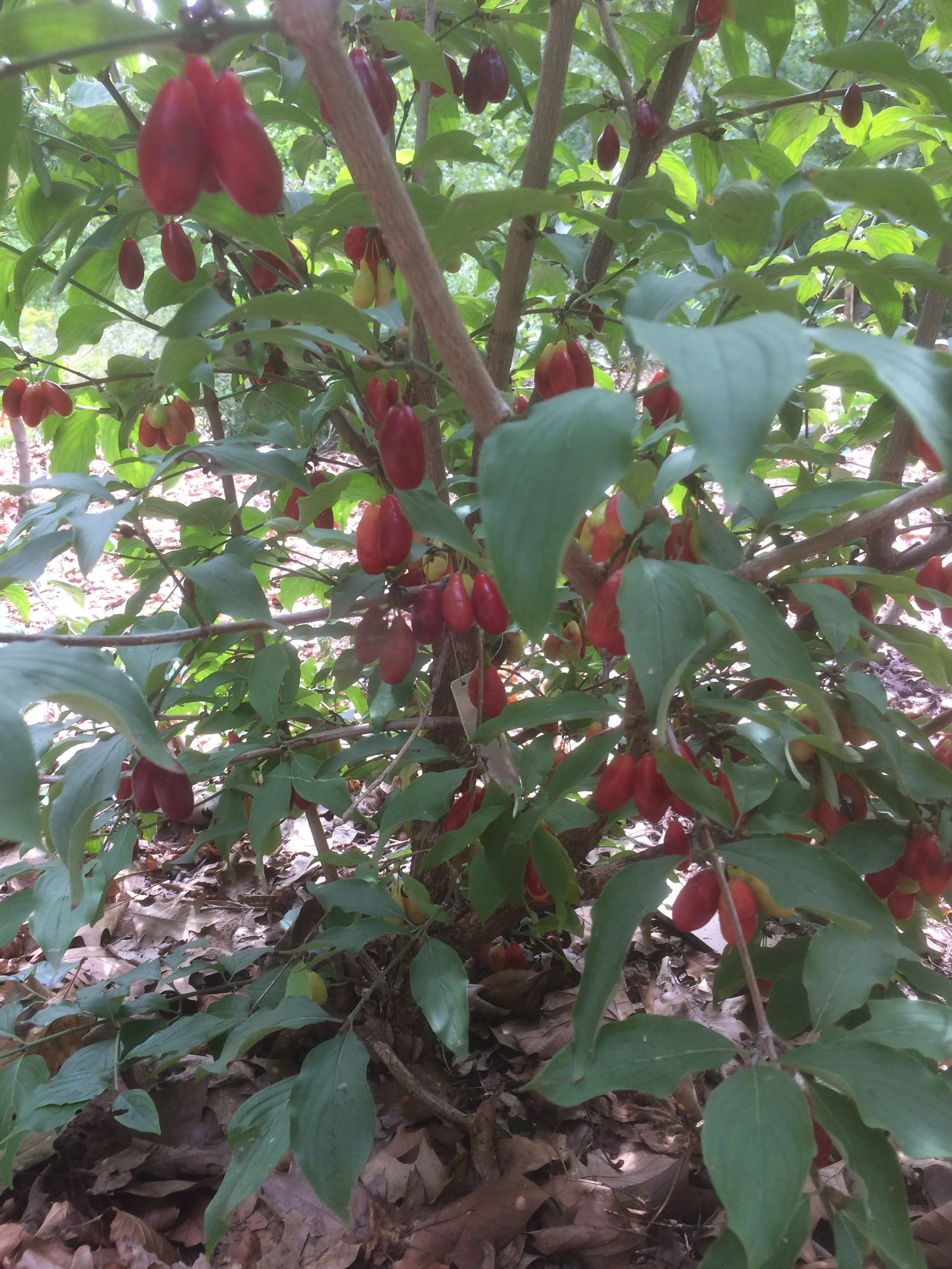 cornus mas fruit.JPG