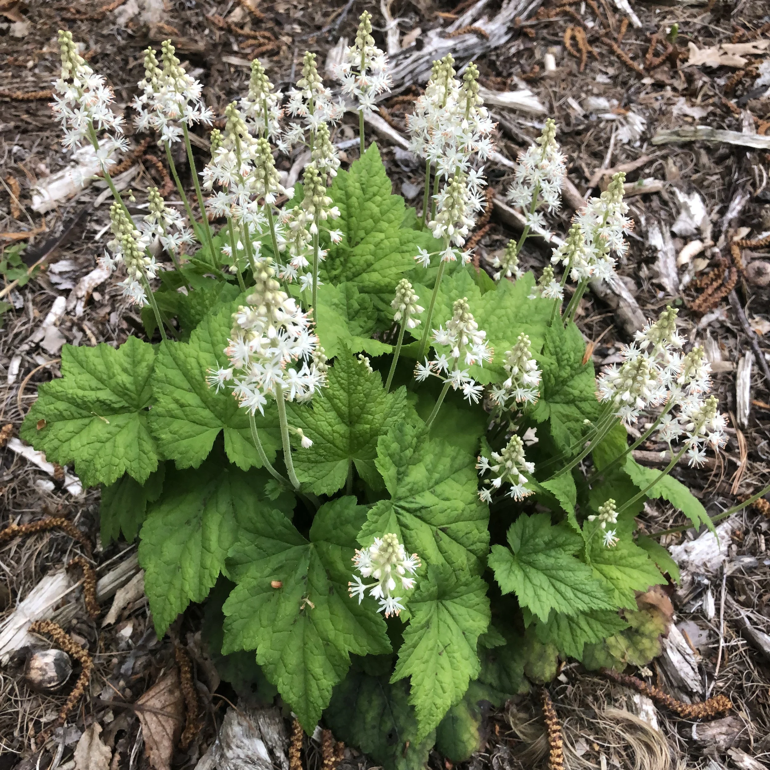 tiarella cordifolia 2.JPG