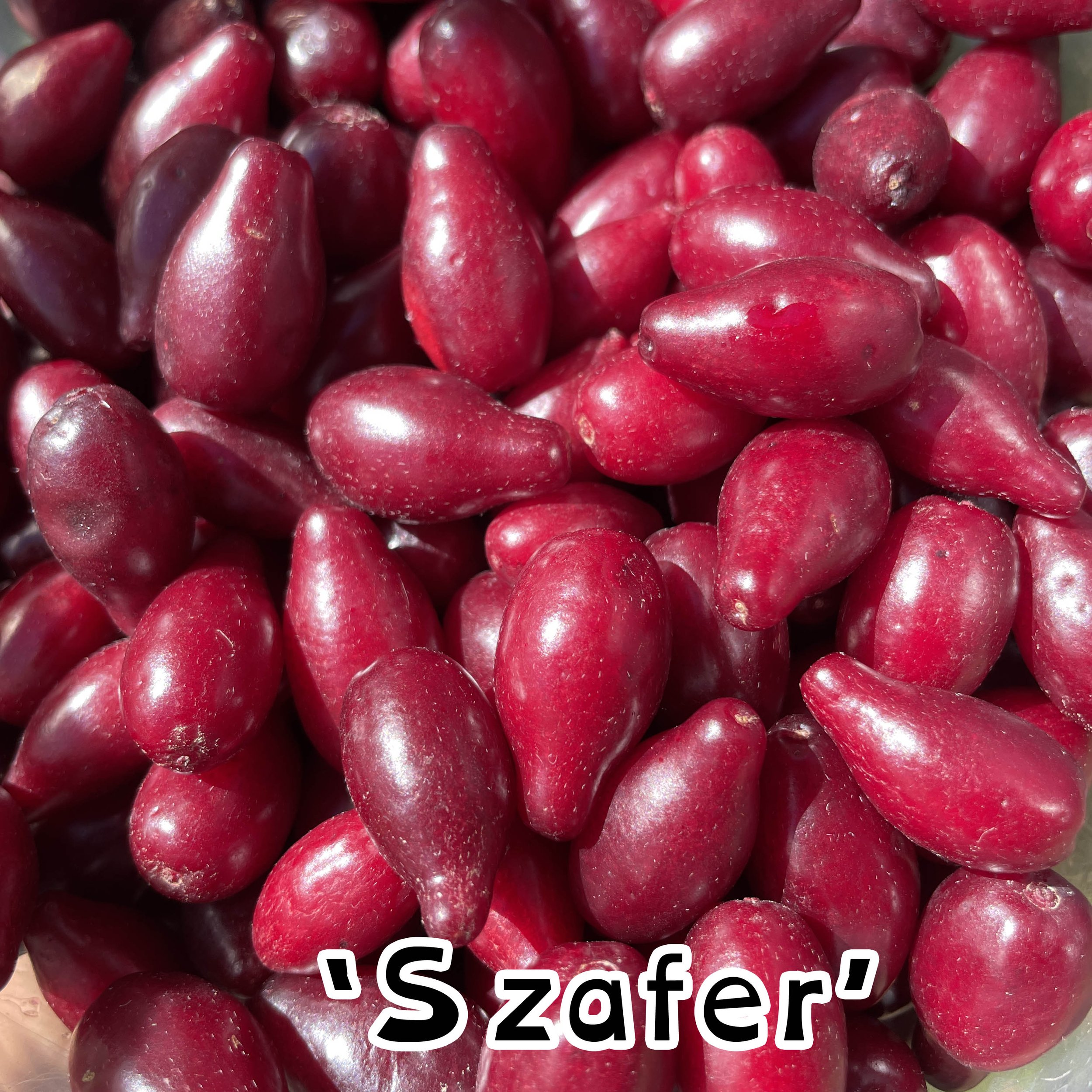 cornus mas szafer.jpg