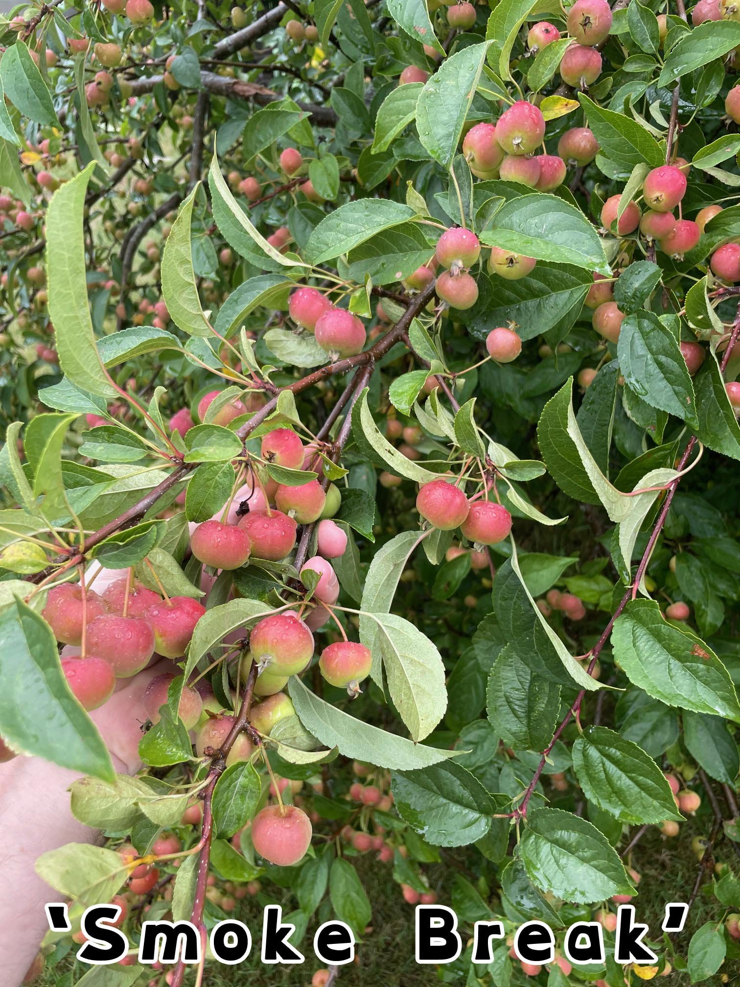 Malus domestica Smoke Break Ortet by Paul Younger (1).jpg