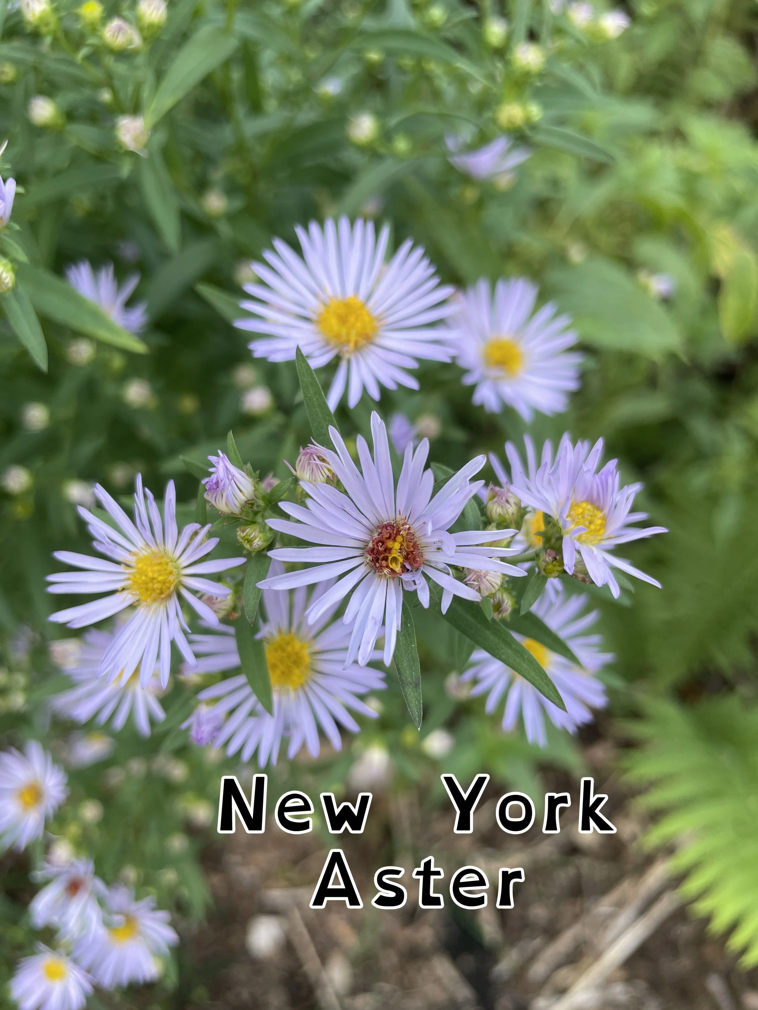 Symphyotrichum novi-belgii (2).jpg
