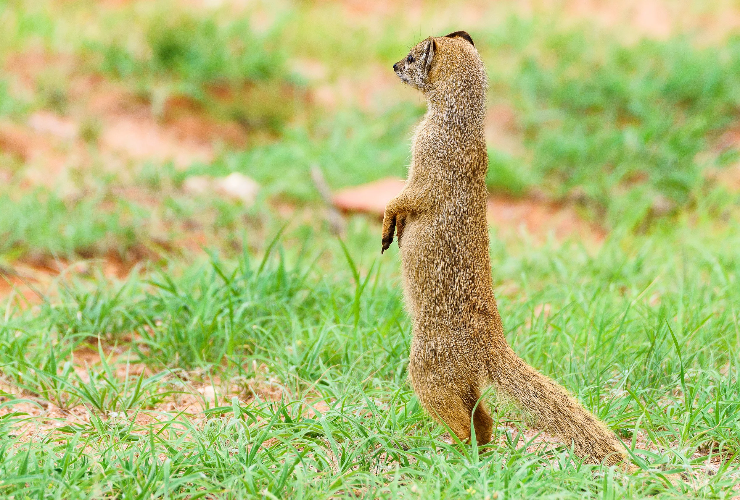 Mongoose standing guard