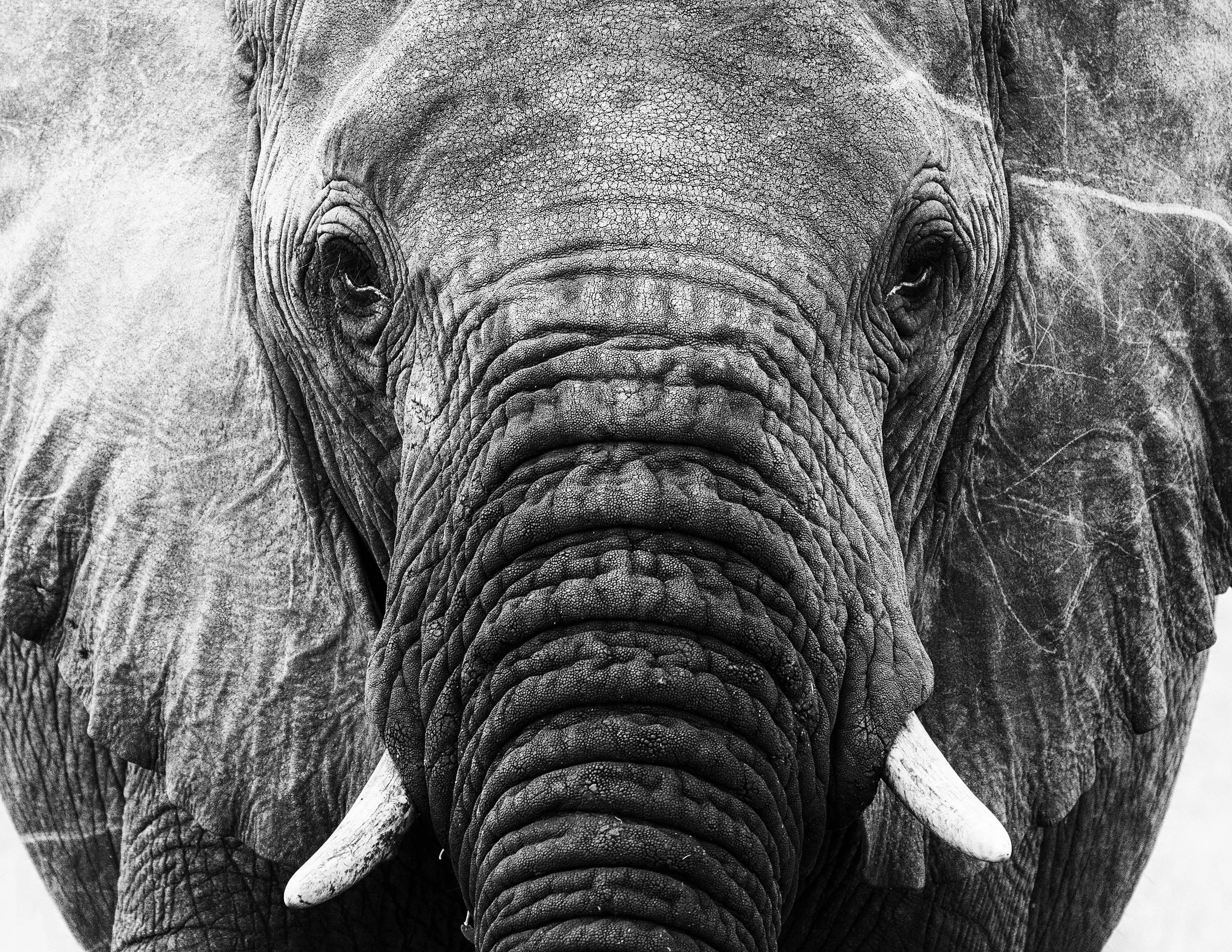 Pachyderm portrait