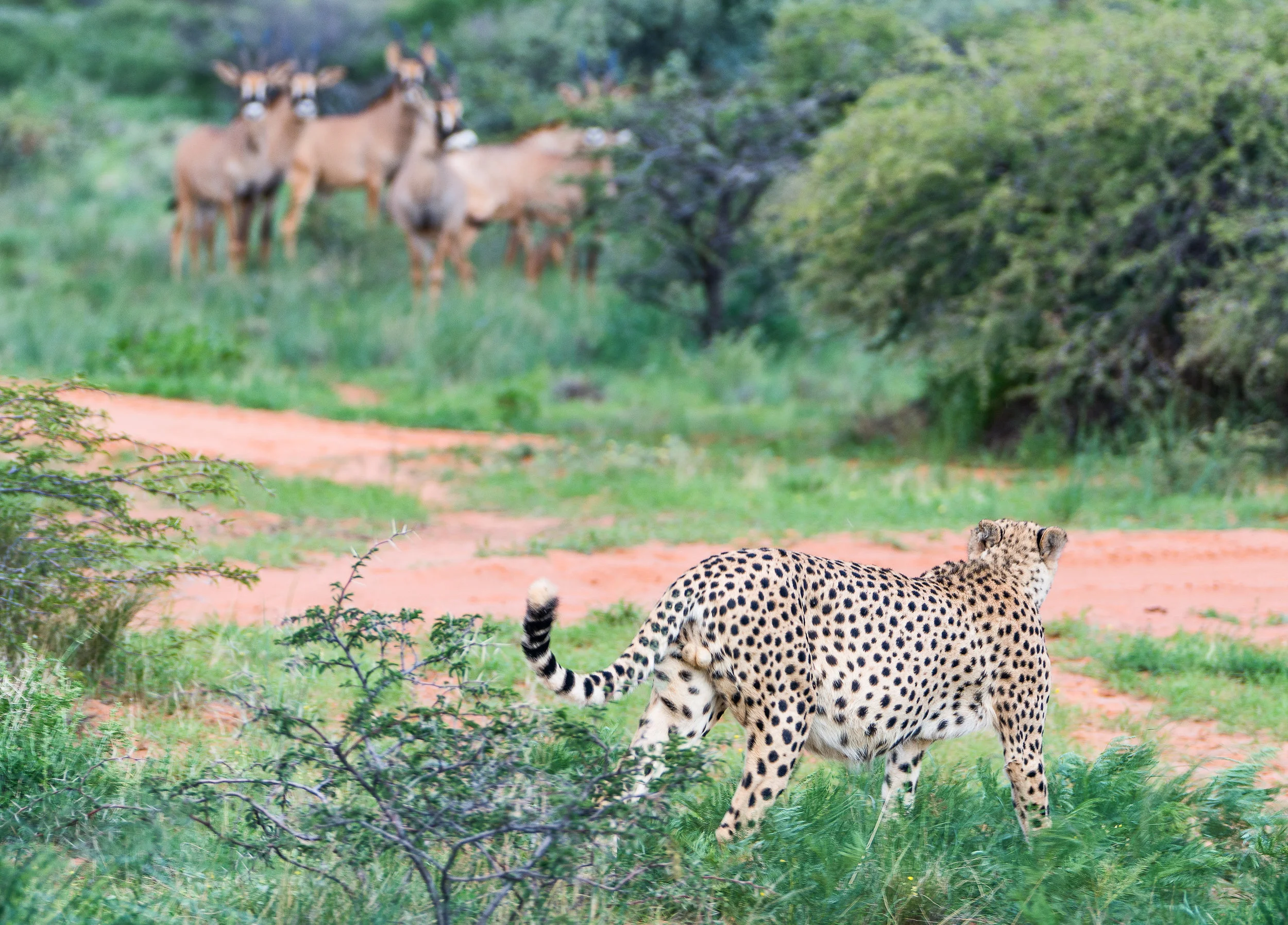 Cheetah stalking unsuccessfully