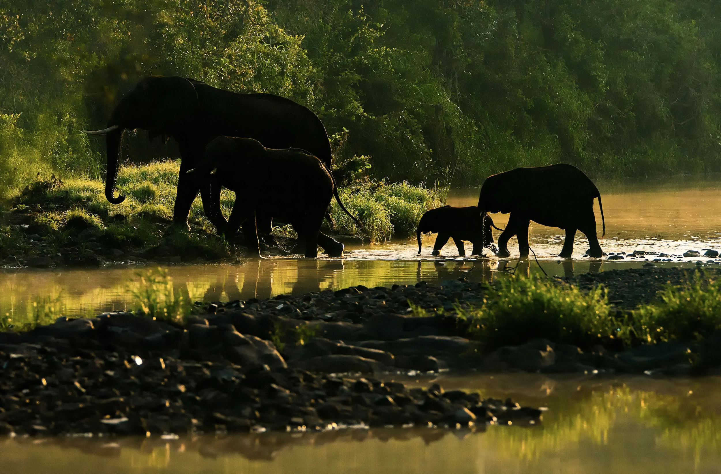 Elephants in the mist