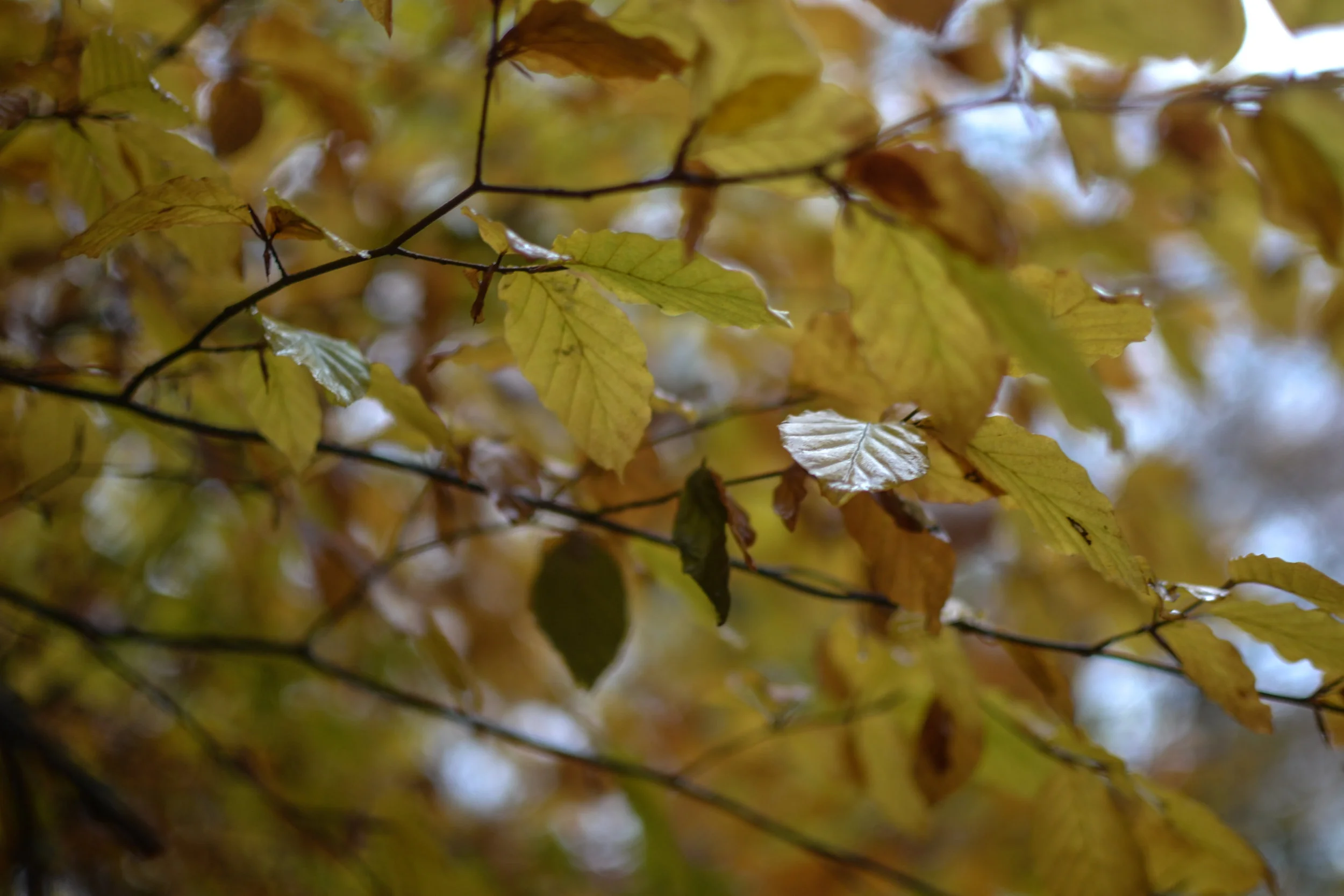 DSC_7043.jpg