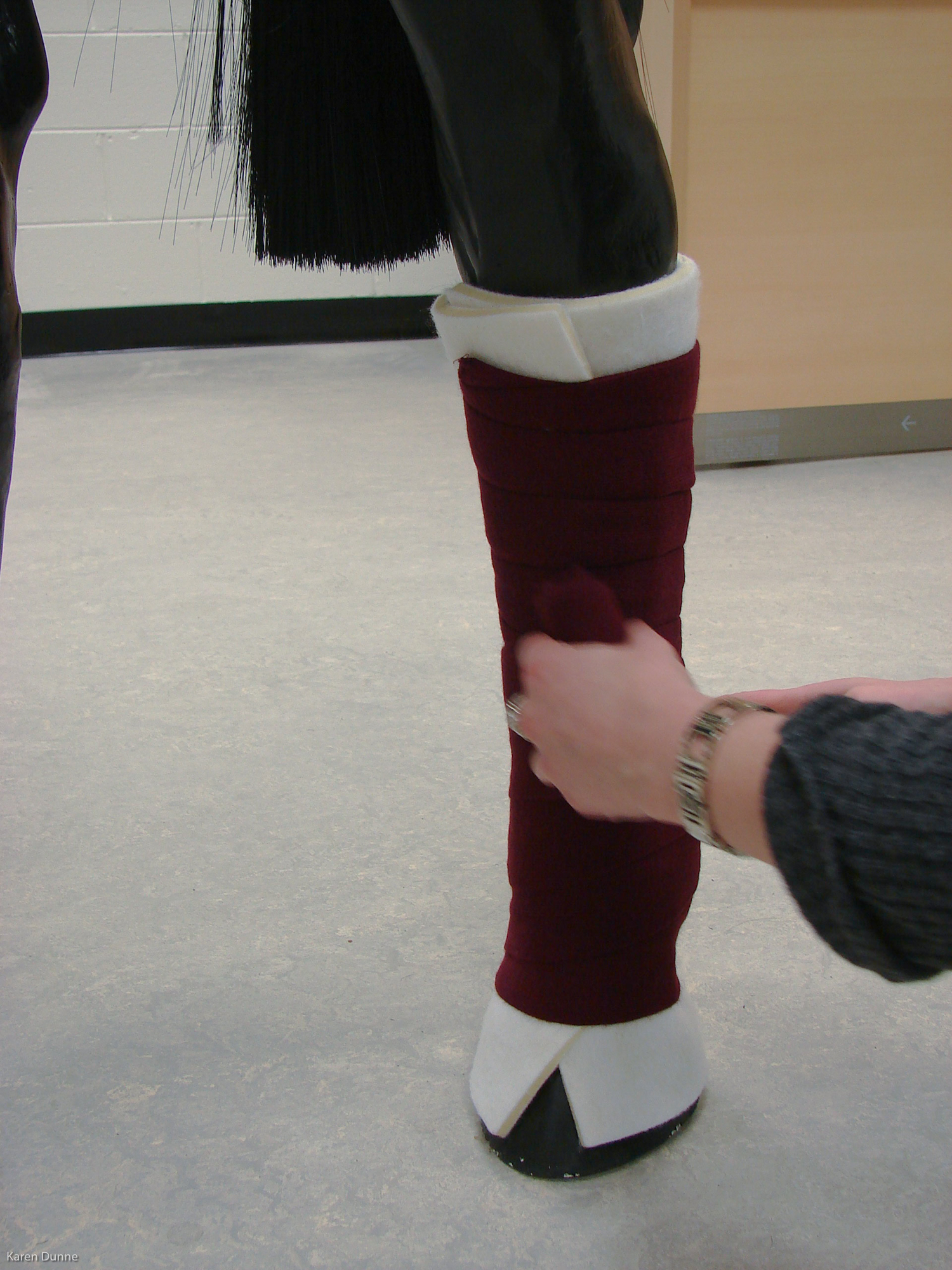 Padding should extend on to hoof wall while bandage stops at the coronet 