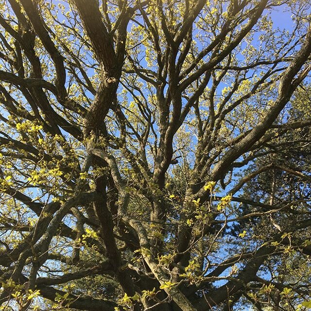 Oak tree in #calderstonespark back in April. An excellent #tree indeed #park #oak #nofilter