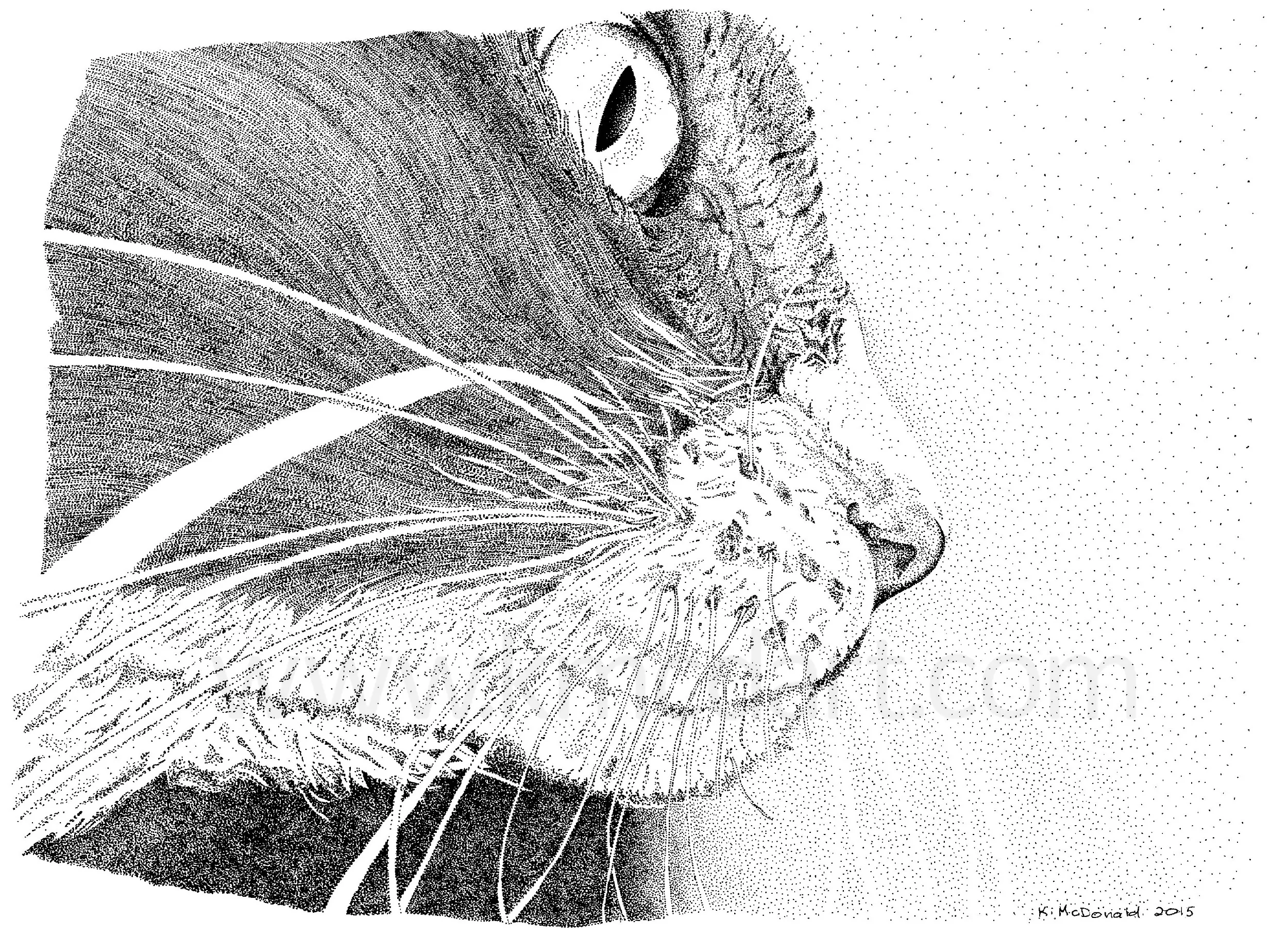 Eddie's Profile: ink on bristol, 12" x 9"