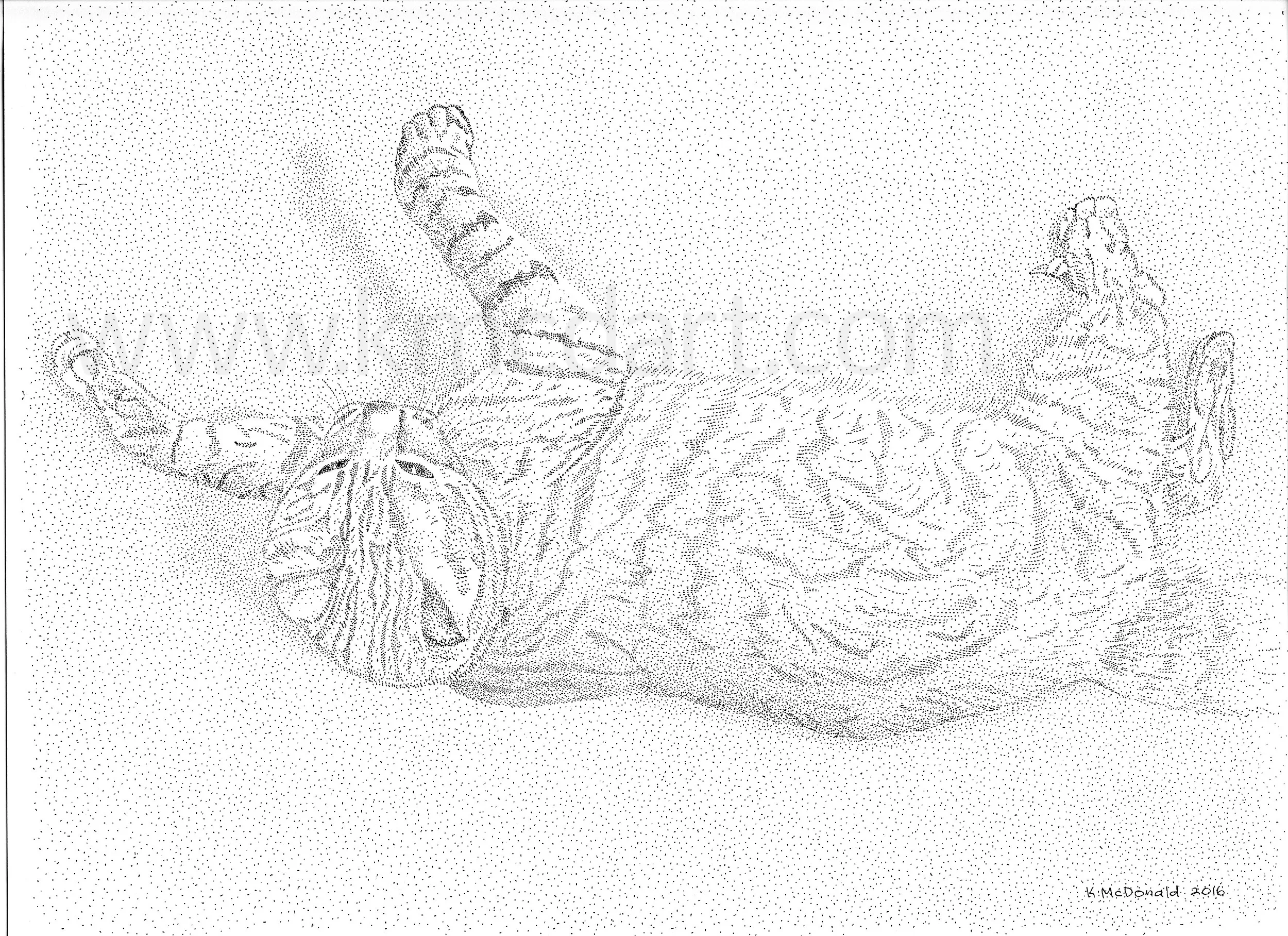 Tim at Play: ink on bristol, 12" x 9"