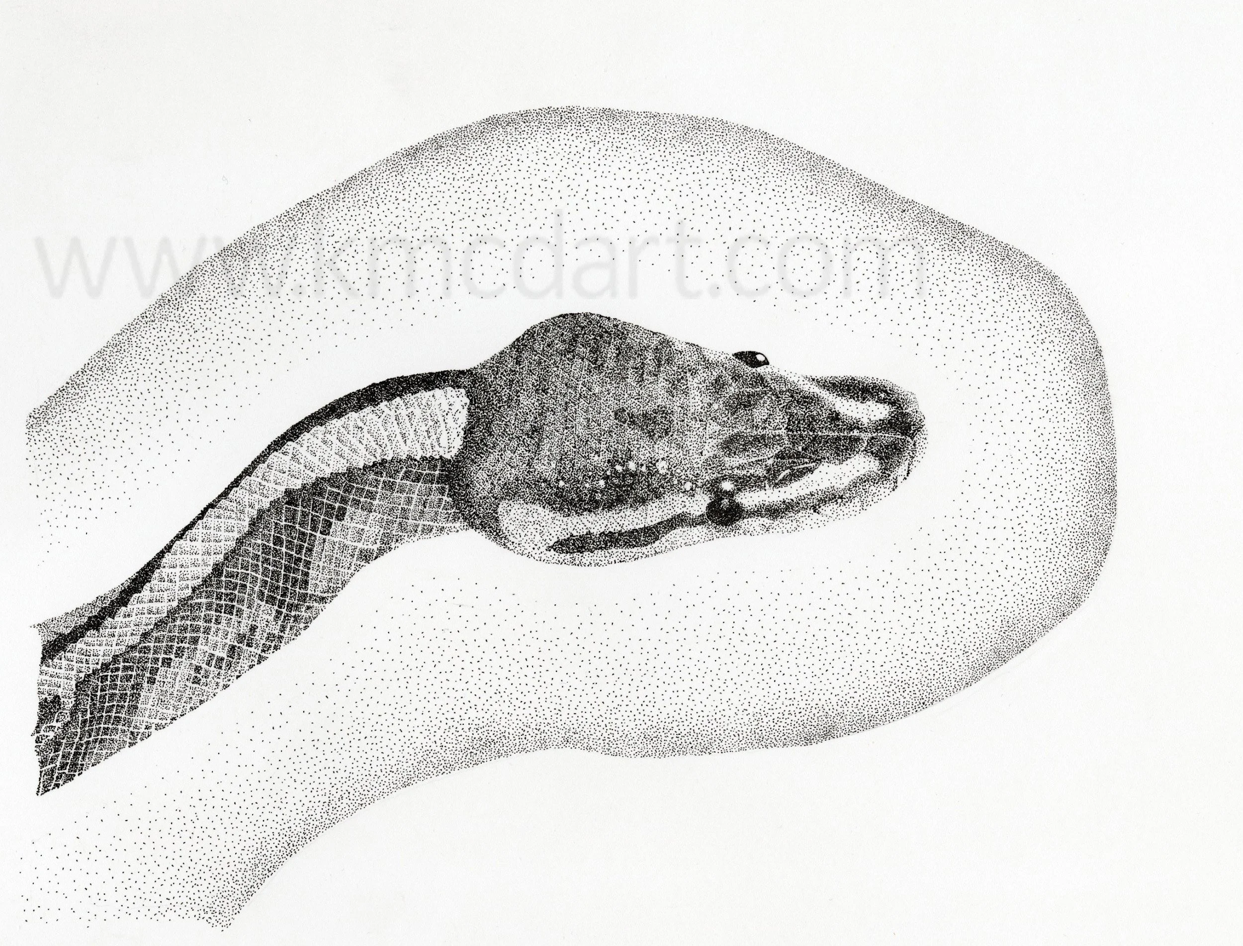 Dexter: ink on bristol, 8-1/2" x 6-3/8"