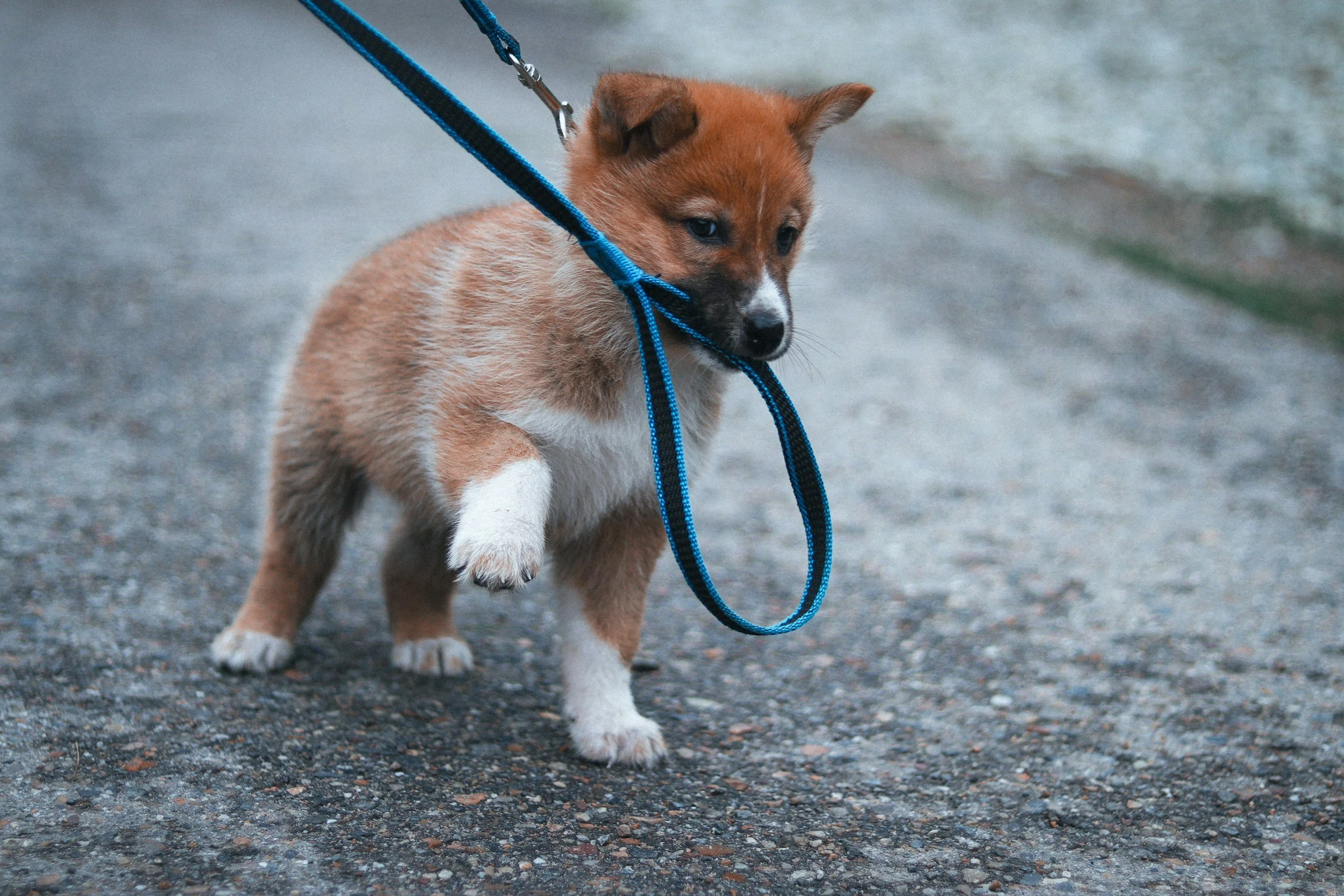 A small puppy walking on a gravel path, with a blue leash attached to its collar.