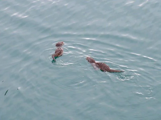 Otter Discovery Trail