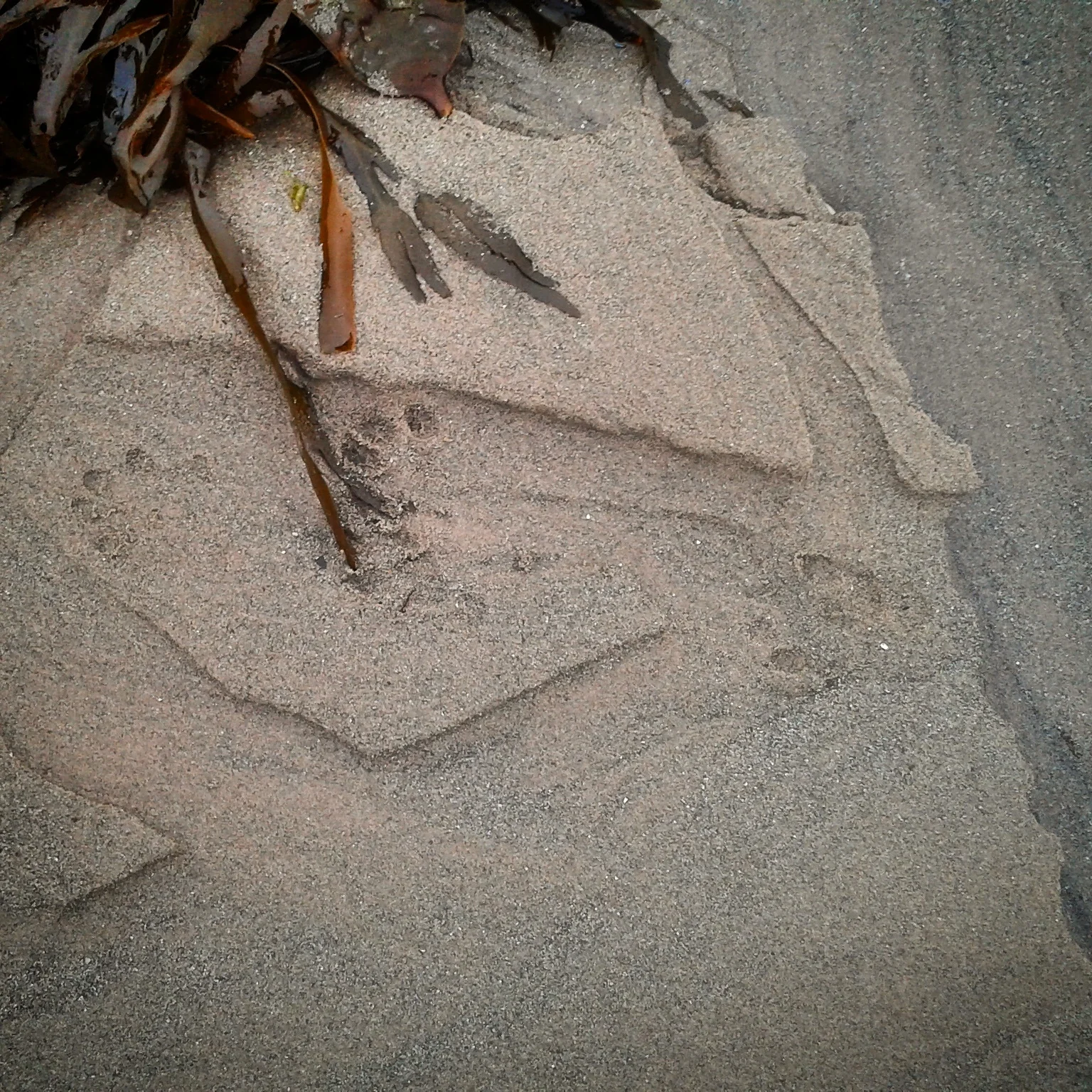 Otter tracks.jpg