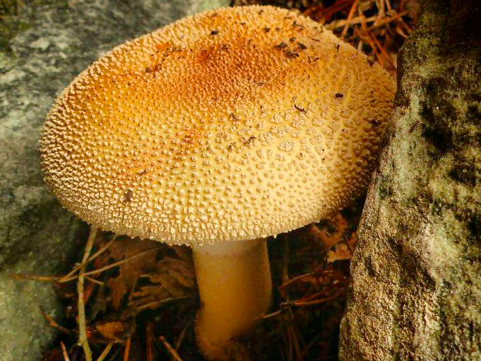 Fontainbleau mushroom.png